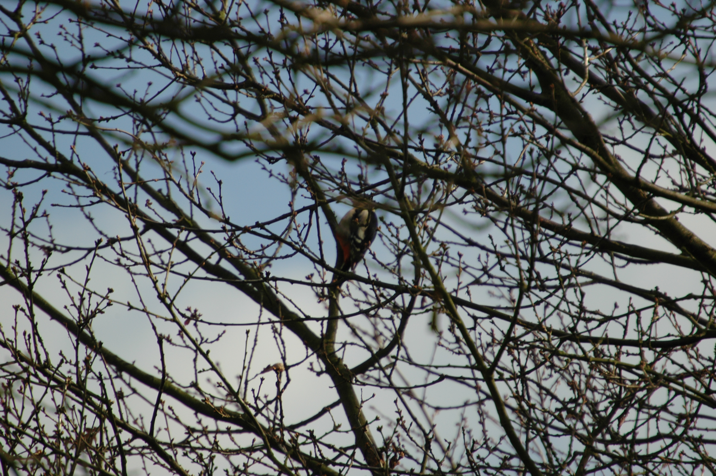 photos/wildlife/Bird_Species/116-Woodpeckers/3953-Great_Spotted_Woodpecker/20060217-Clipstone-04.jpg
