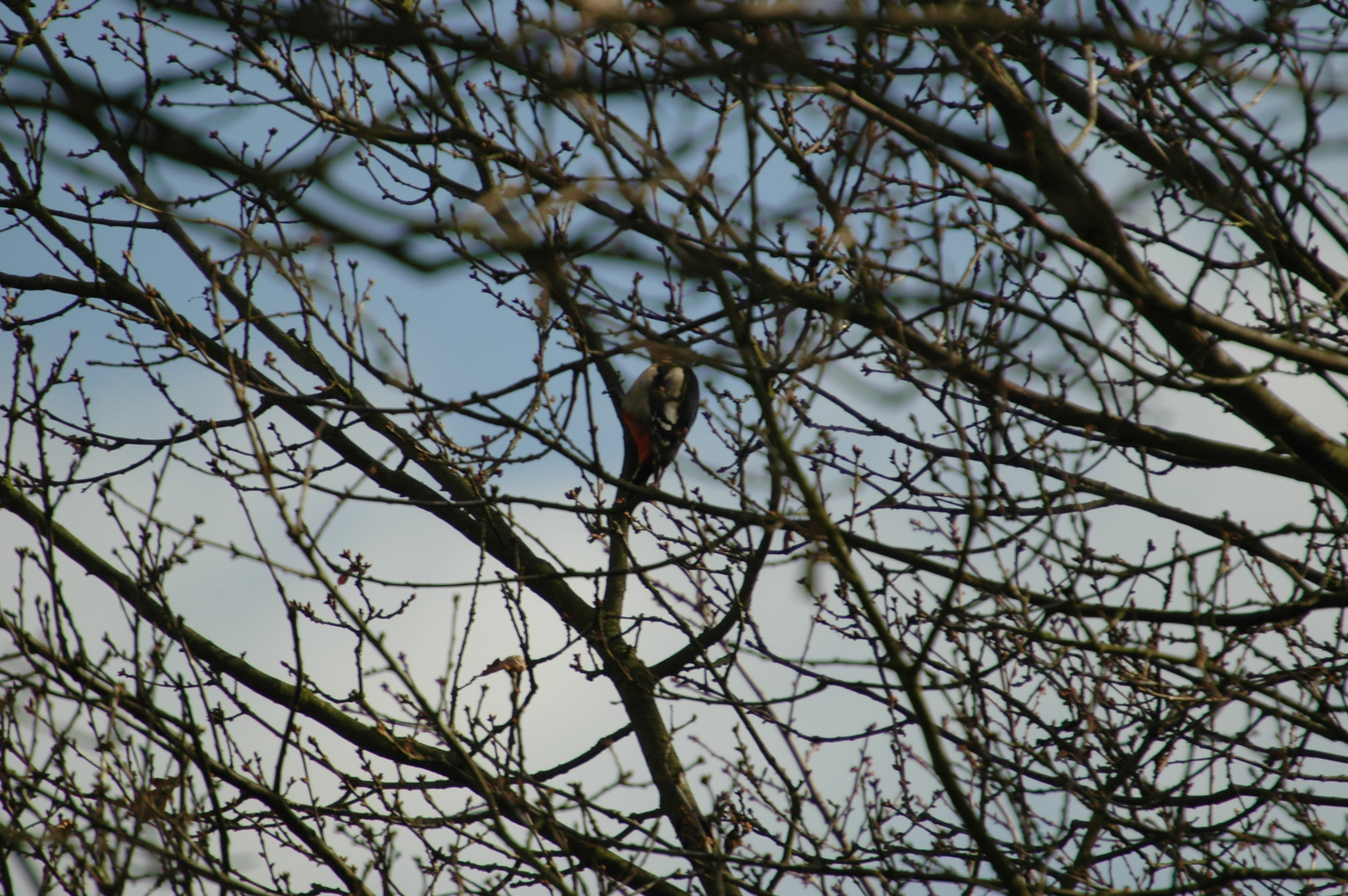 photos/wildlife/Bird_Species/116-Woodpeckers/3953-Great_Spotted_Woodpecker/20060217-Clipstone-05.jpg