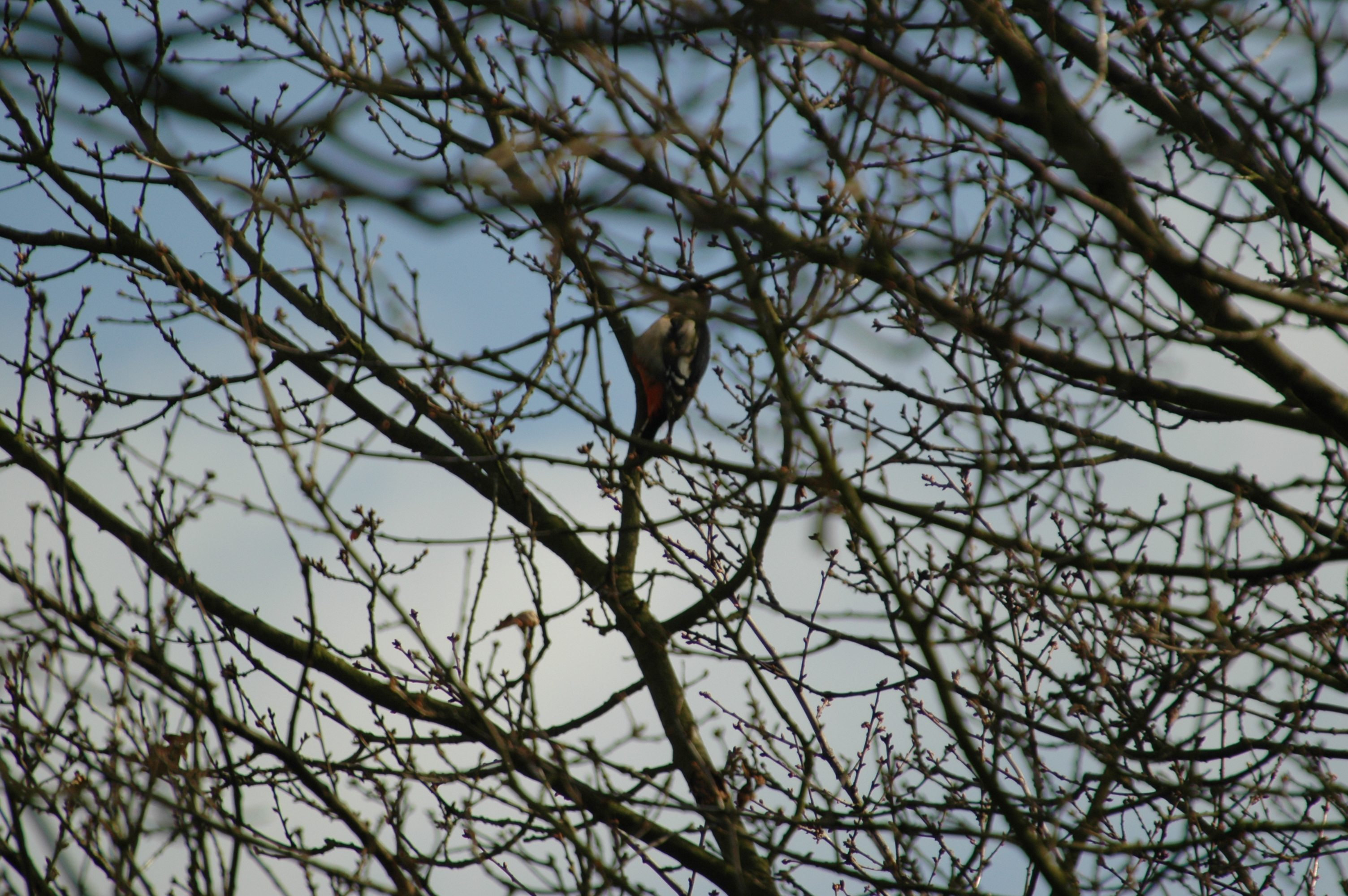 photos/wildlife/Bird_Species/116-Woodpeckers/3953-Great_Spotted_Woodpecker/20060217-Clipstone-06.jpg