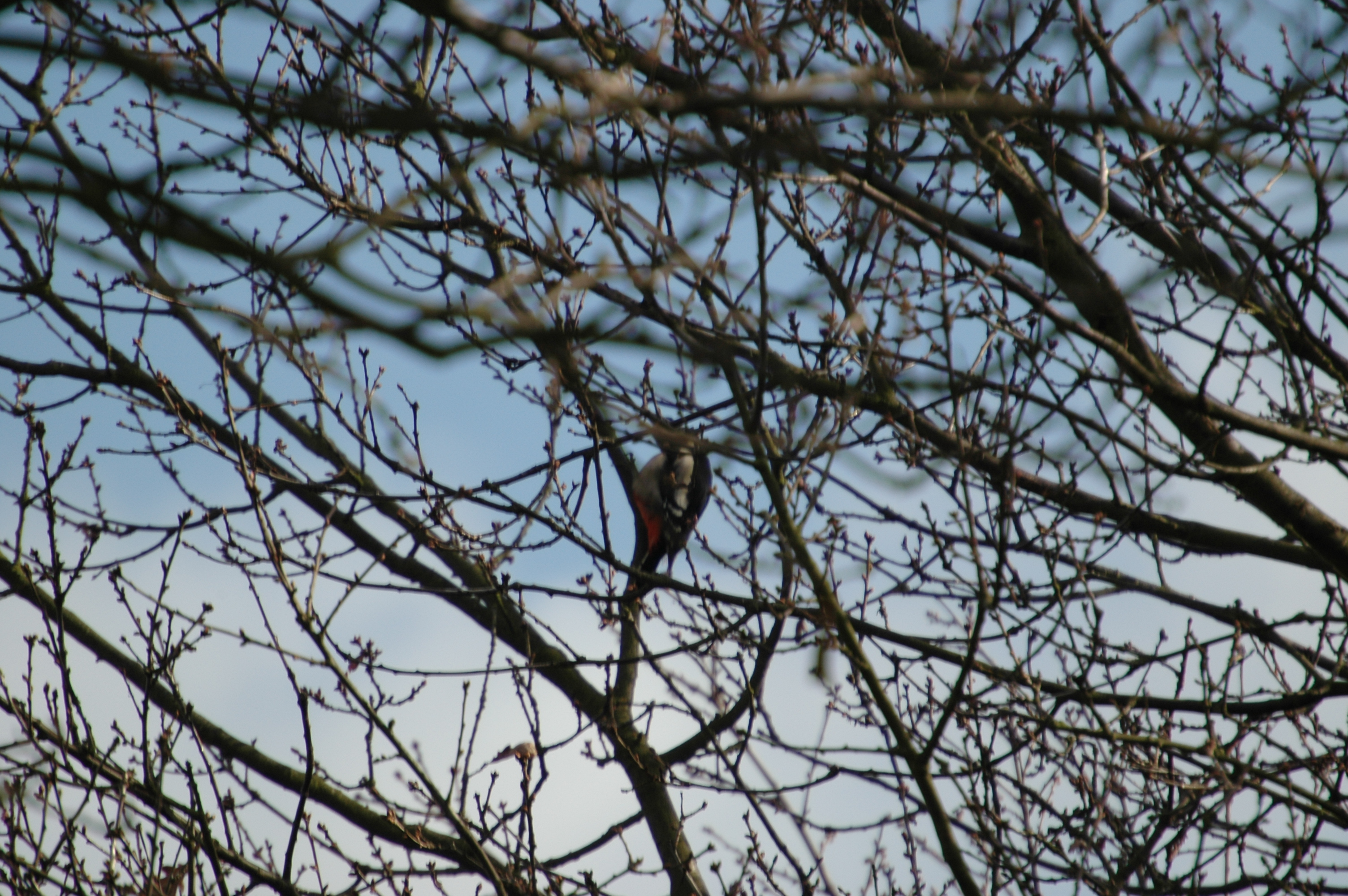 photos/wildlife/Bird_Species/116-Woodpeckers/3953-Great_Spotted_Woodpecker/20060217-Clipstone-07.jpg