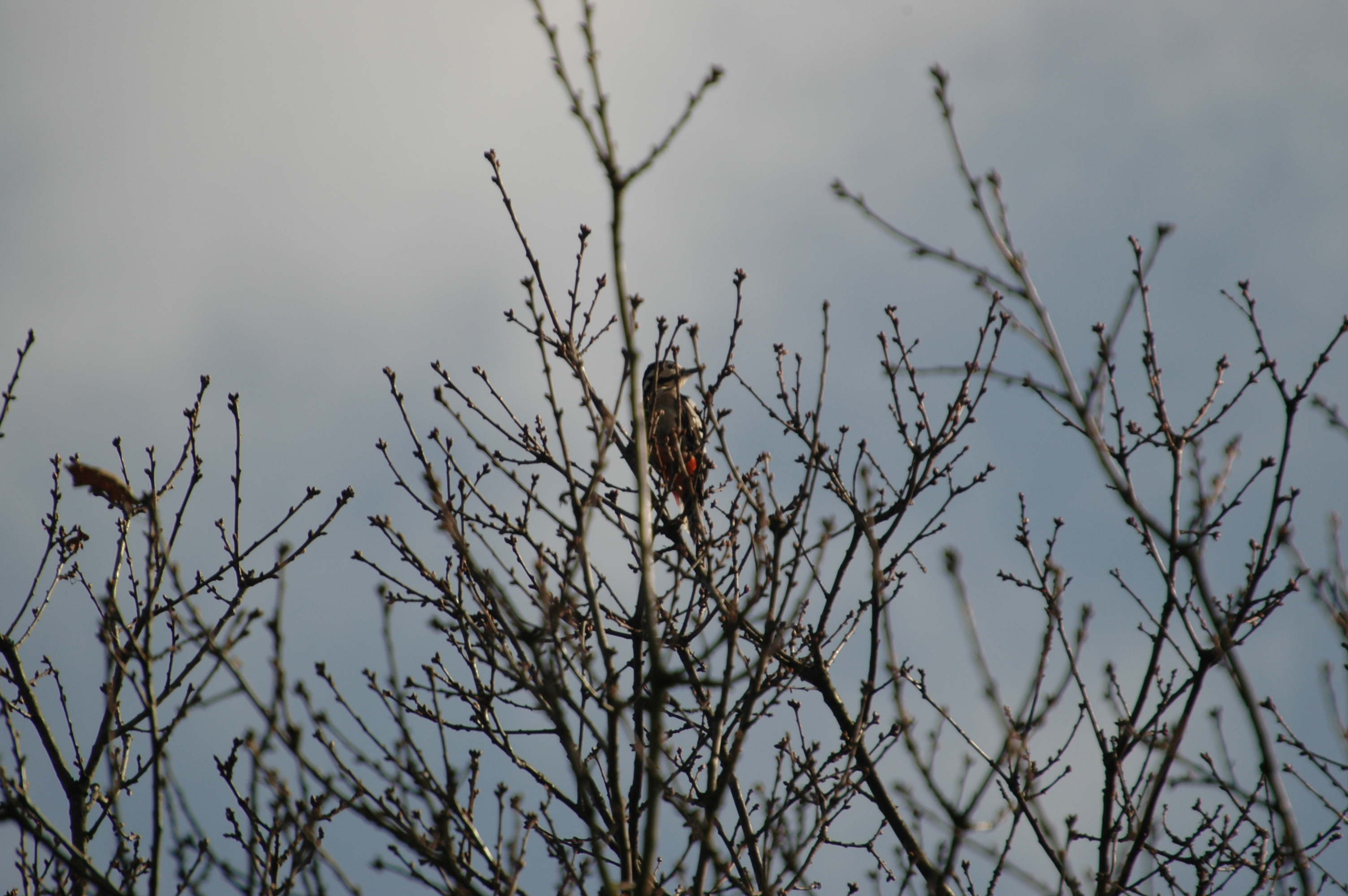 photos/wildlife/Bird_Species/116-Woodpeckers/3953-Great_Spotted_Woodpecker/20060217-Clipstone-08.jpg