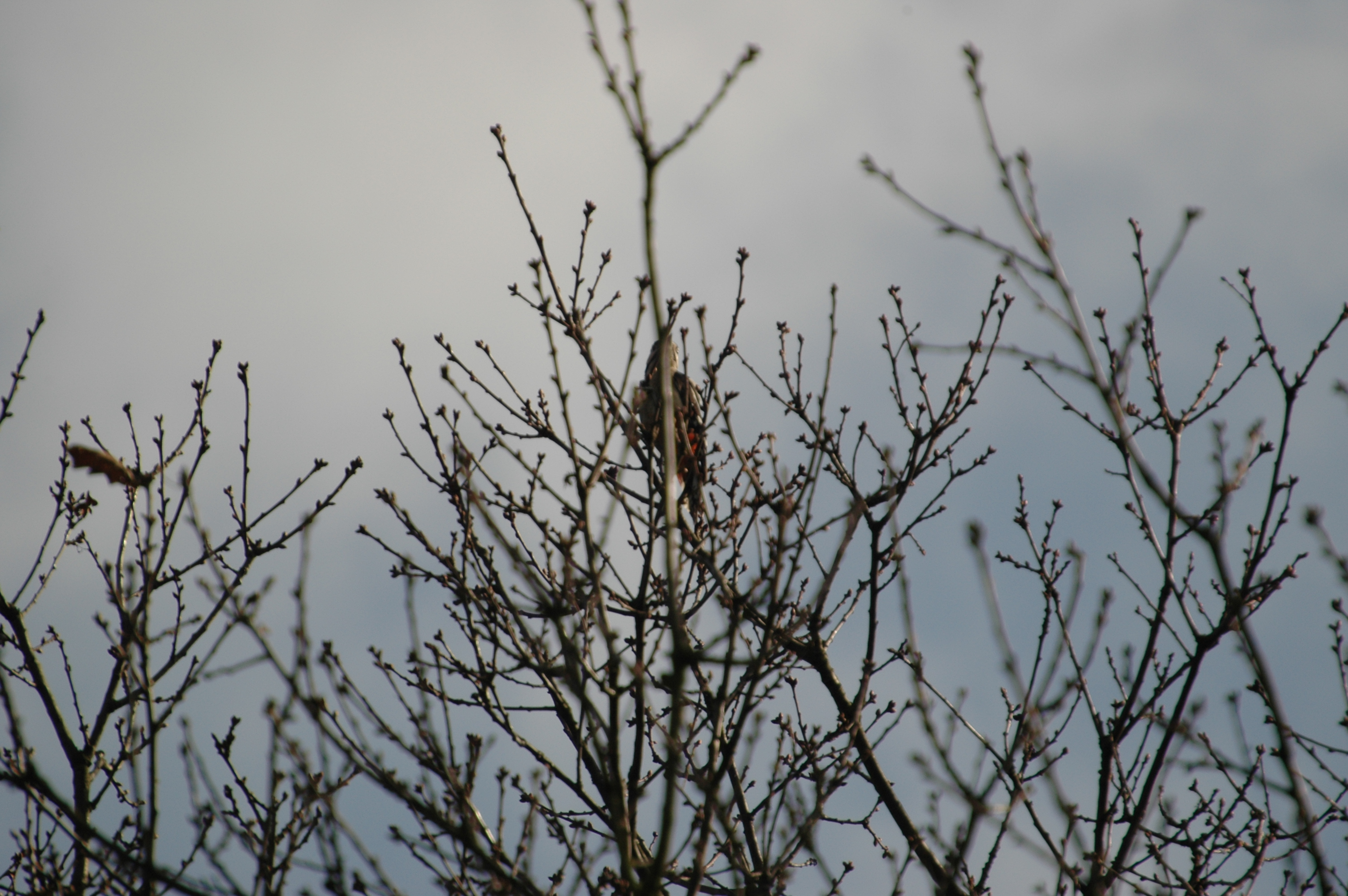 photos/wildlife/Bird_Species/116-Woodpeckers/3953-Great_Spotted_Woodpecker/20060217-Clipstone-09.jpg