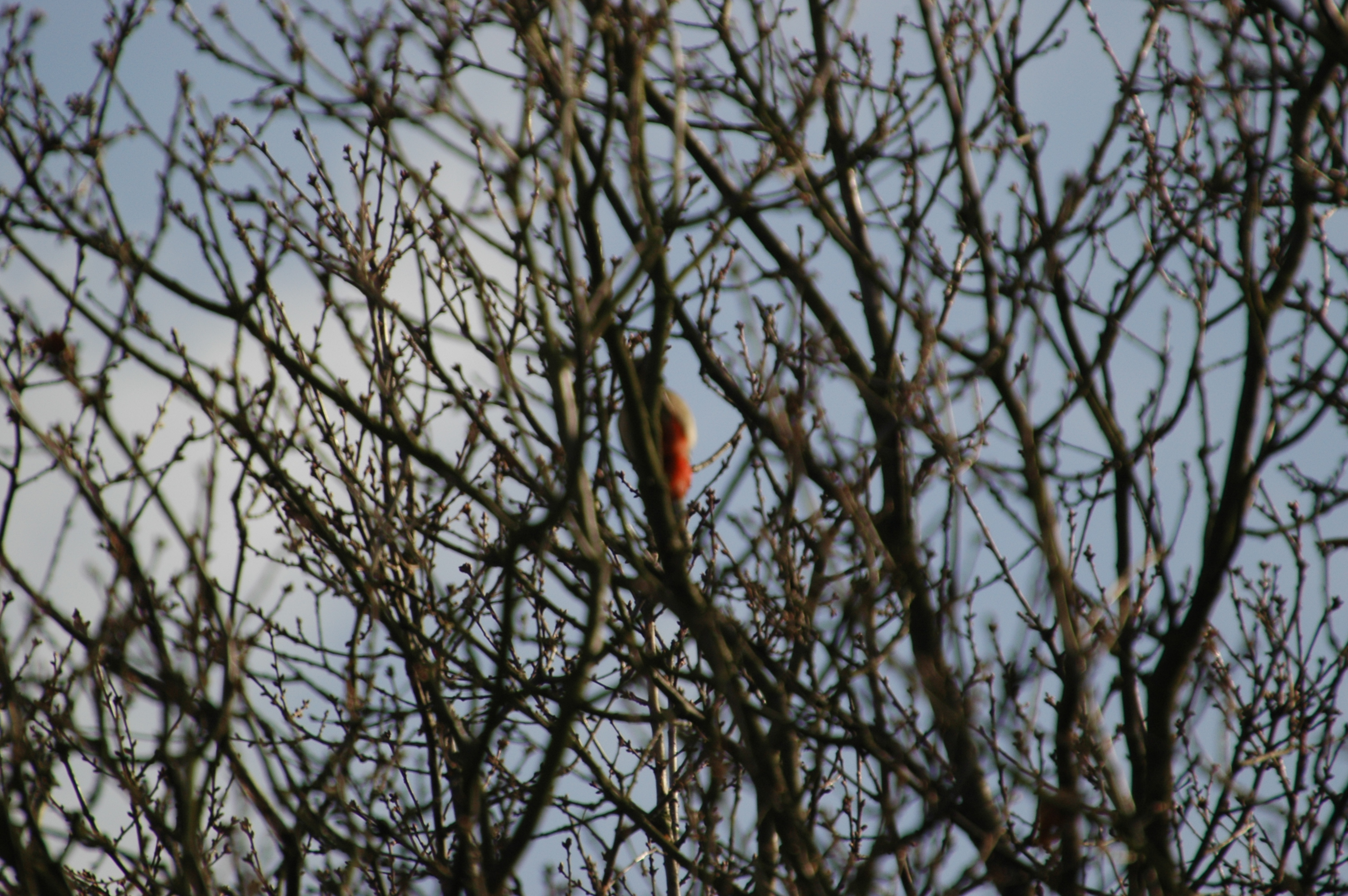 photos/wildlife/Bird_Species/116-Woodpeckers/3953-Great_Spotted_Woodpecker/20060217-Clipstone-10.jpg