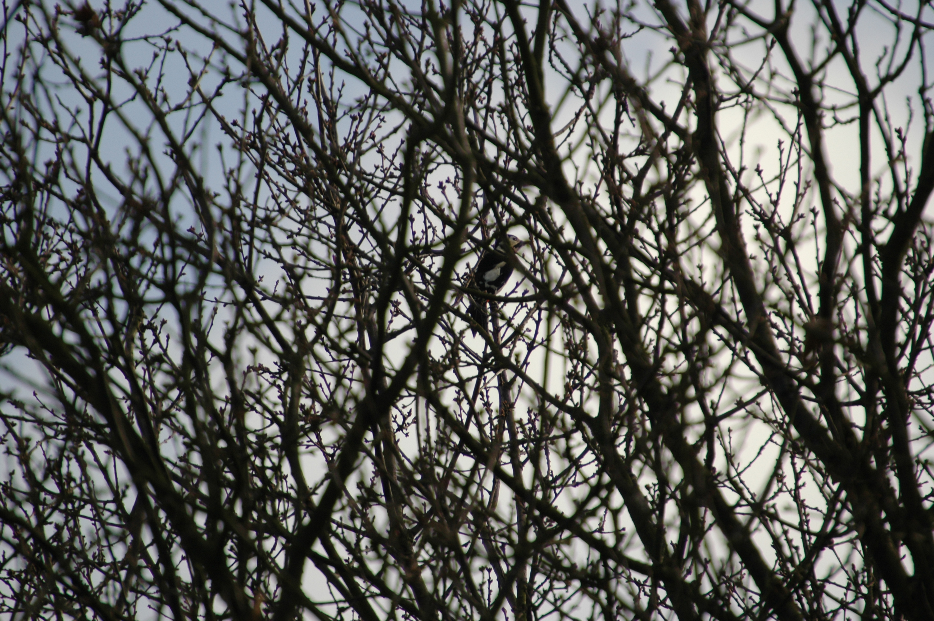 photos/wildlife/Bird_Species/116-Woodpeckers/3953-Great_Spotted_Woodpecker/20060217-Clipstone-11.jpg