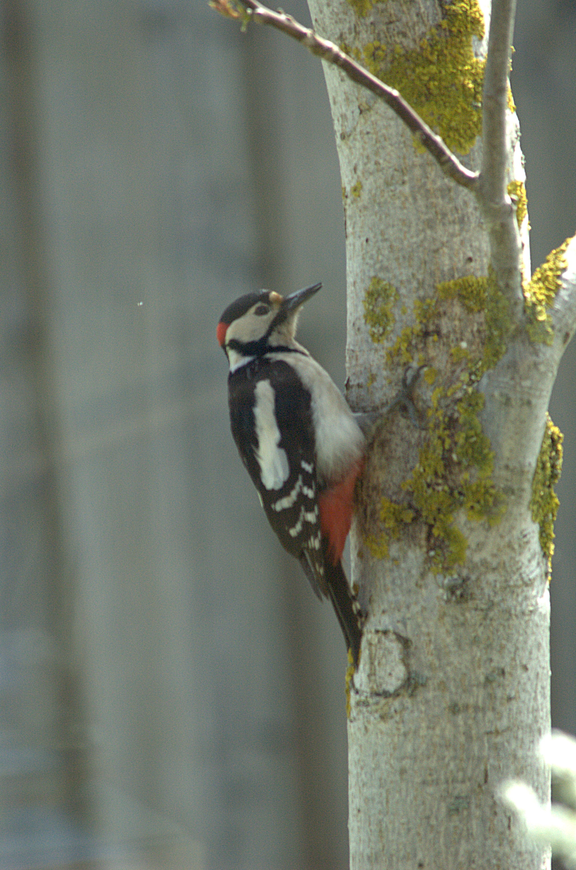 photos/wildlife/Bird_Species/116-Woodpeckers/3953-Great_Spotted_Woodpecker/DSC_0006.jpg