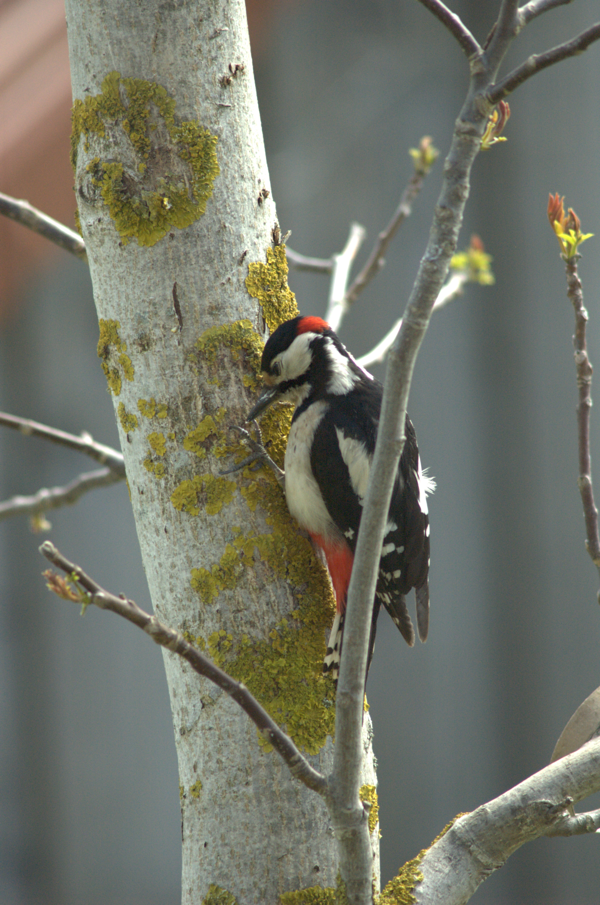 photos/wildlife/Bird_Species/116-Woodpeckers/3953-Great_Spotted_Woodpecker/DSC_0011.jpg