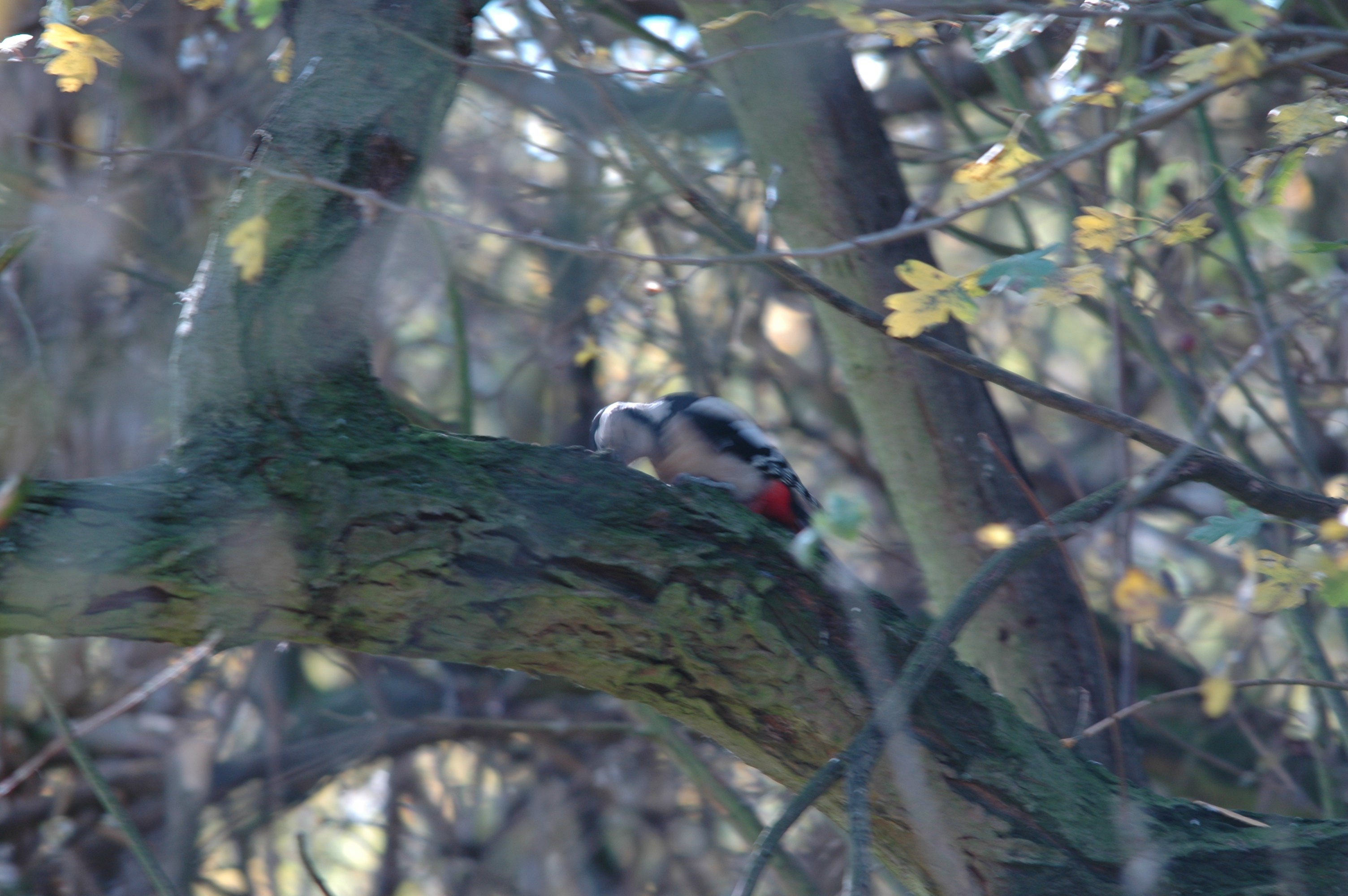 photos/wildlife/Bird_Species/116-Woodpeckers/3953-Great_Spotted_Woodpecker/DSC_4161.JPG
