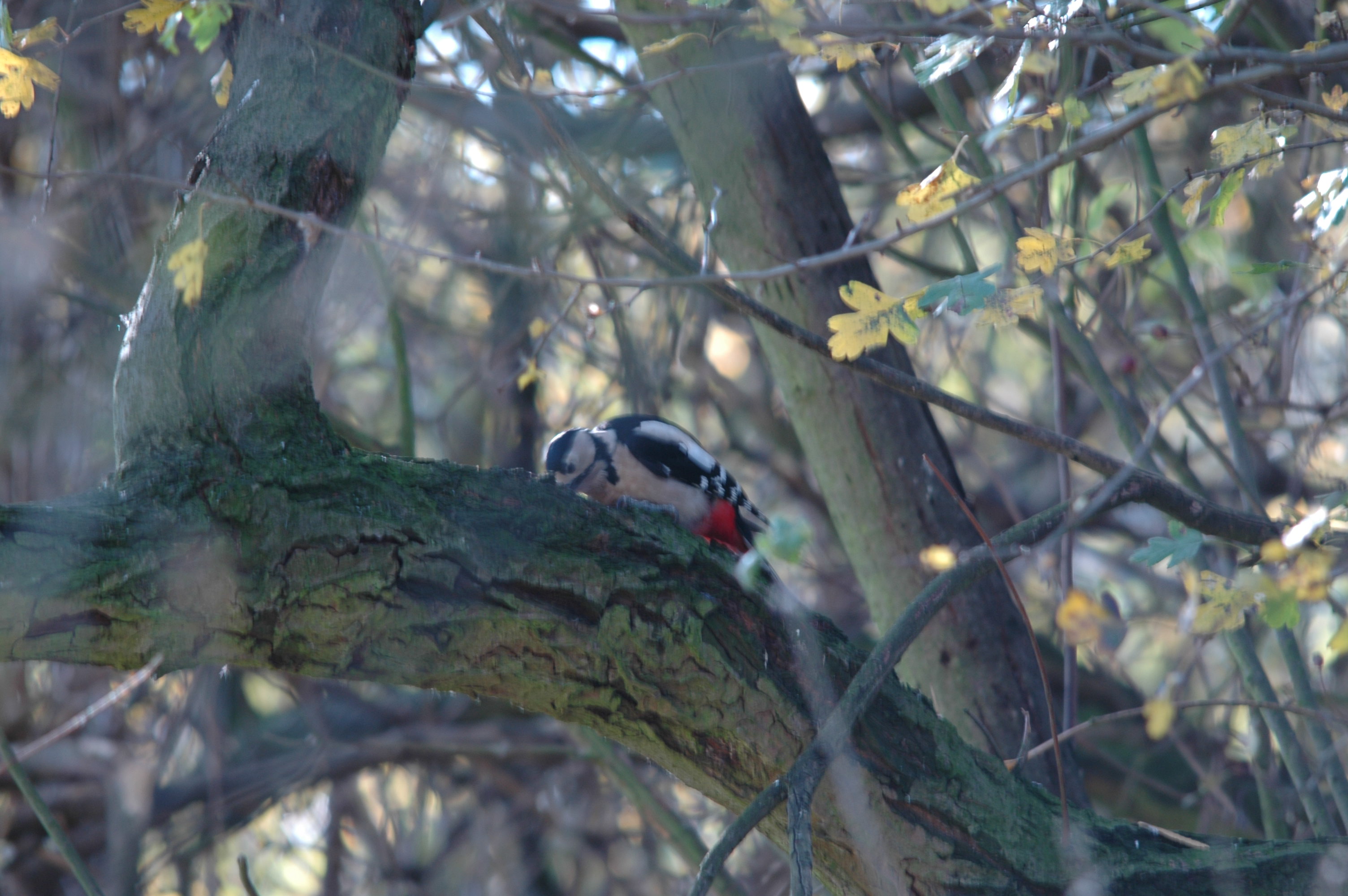 photos/wildlife/Bird_Species/116-Woodpeckers/3953-Great_Spotted_Woodpecker/DSC_4162.JPG