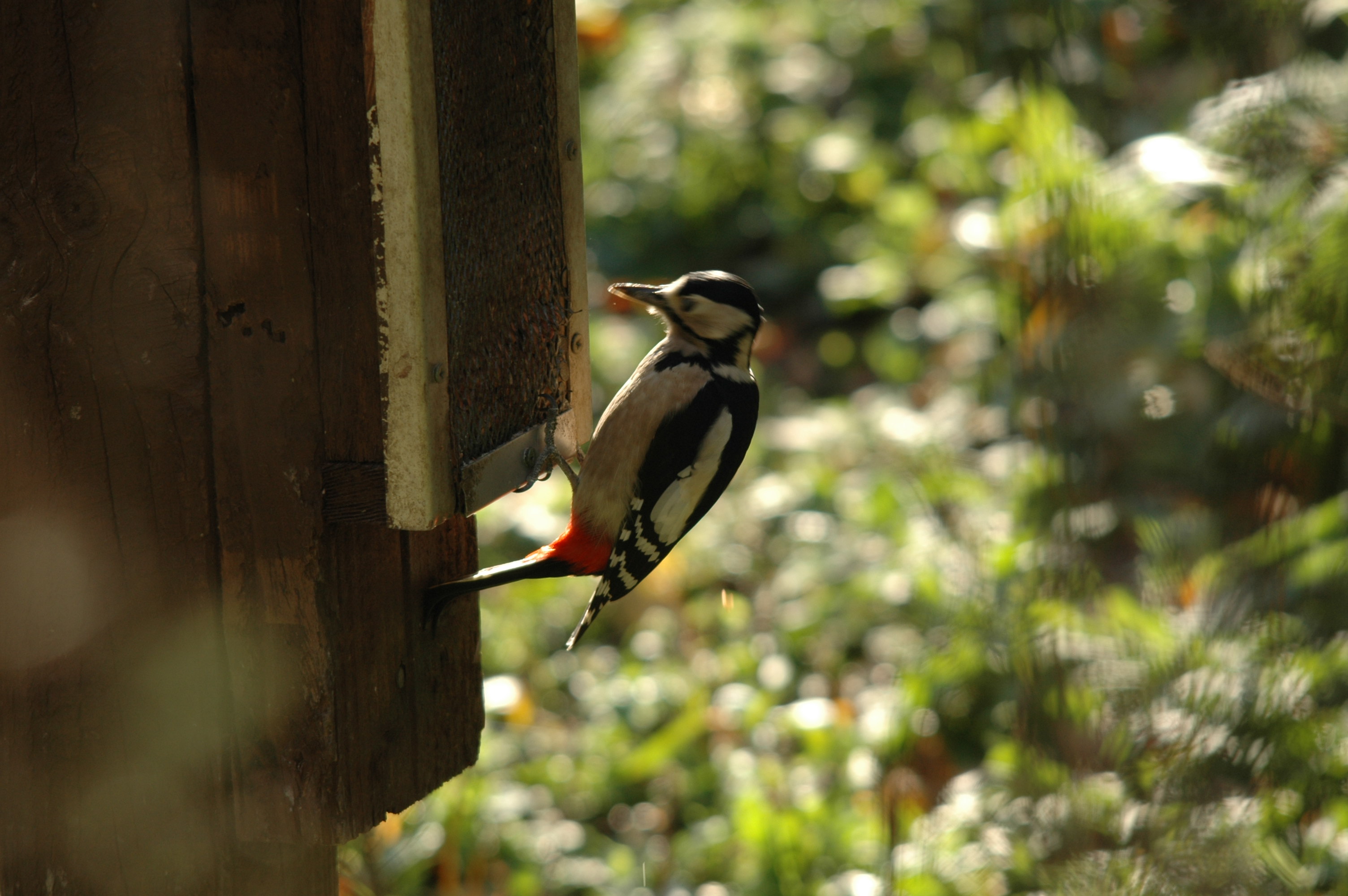 photos/wildlife/Bird_Species/116-Woodpeckers/3953-Great_Spotted_Woodpecker/DSC_4164.JPG