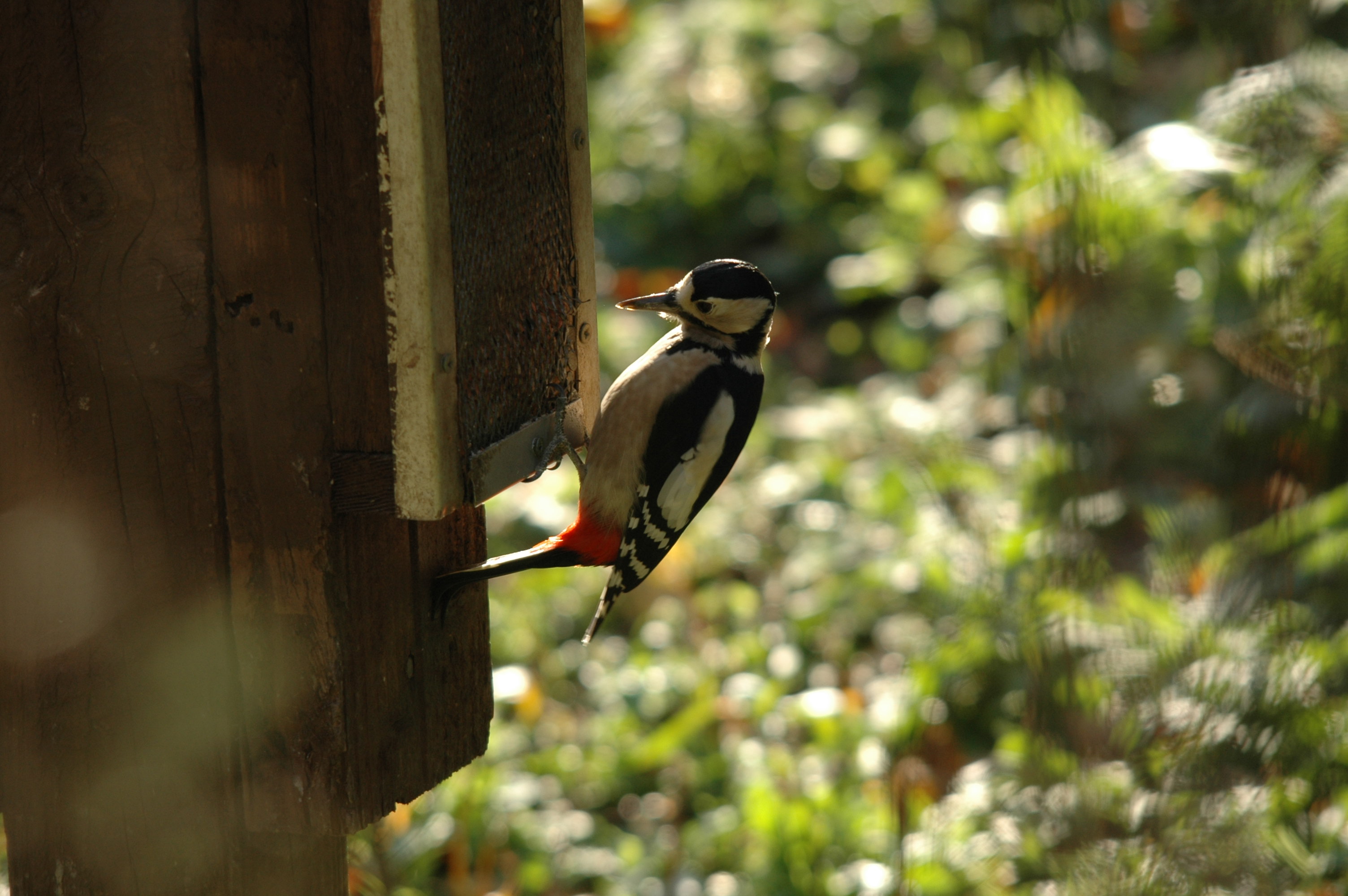 photos/wildlife/Bird_Species/116-Woodpeckers/3953-Great_Spotted_Woodpecker/DSC_4165.JPG