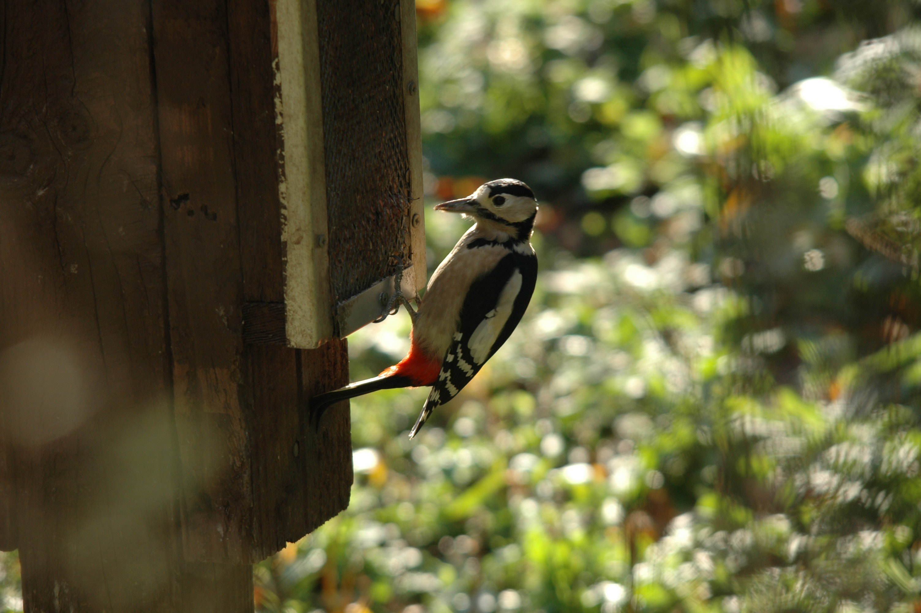 photos/wildlife/Bird_Species/116-Woodpeckers/3953-Great_Spotted_Woodpecker/DSC_4166.JPG