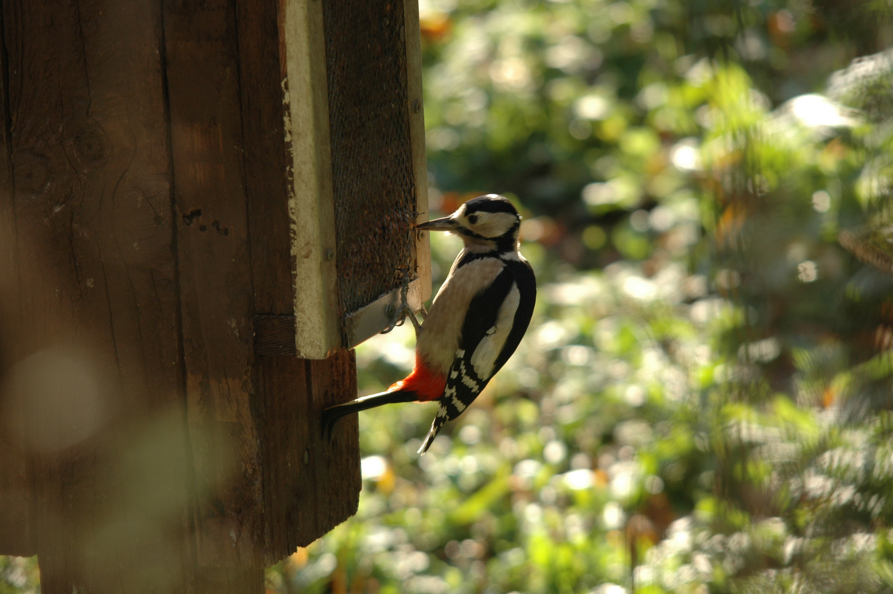 photos/wildlife/Bird_Species/116-Woodpeckers/3953-Great_Spotted_Woodpecker/DSC_4167.JPG