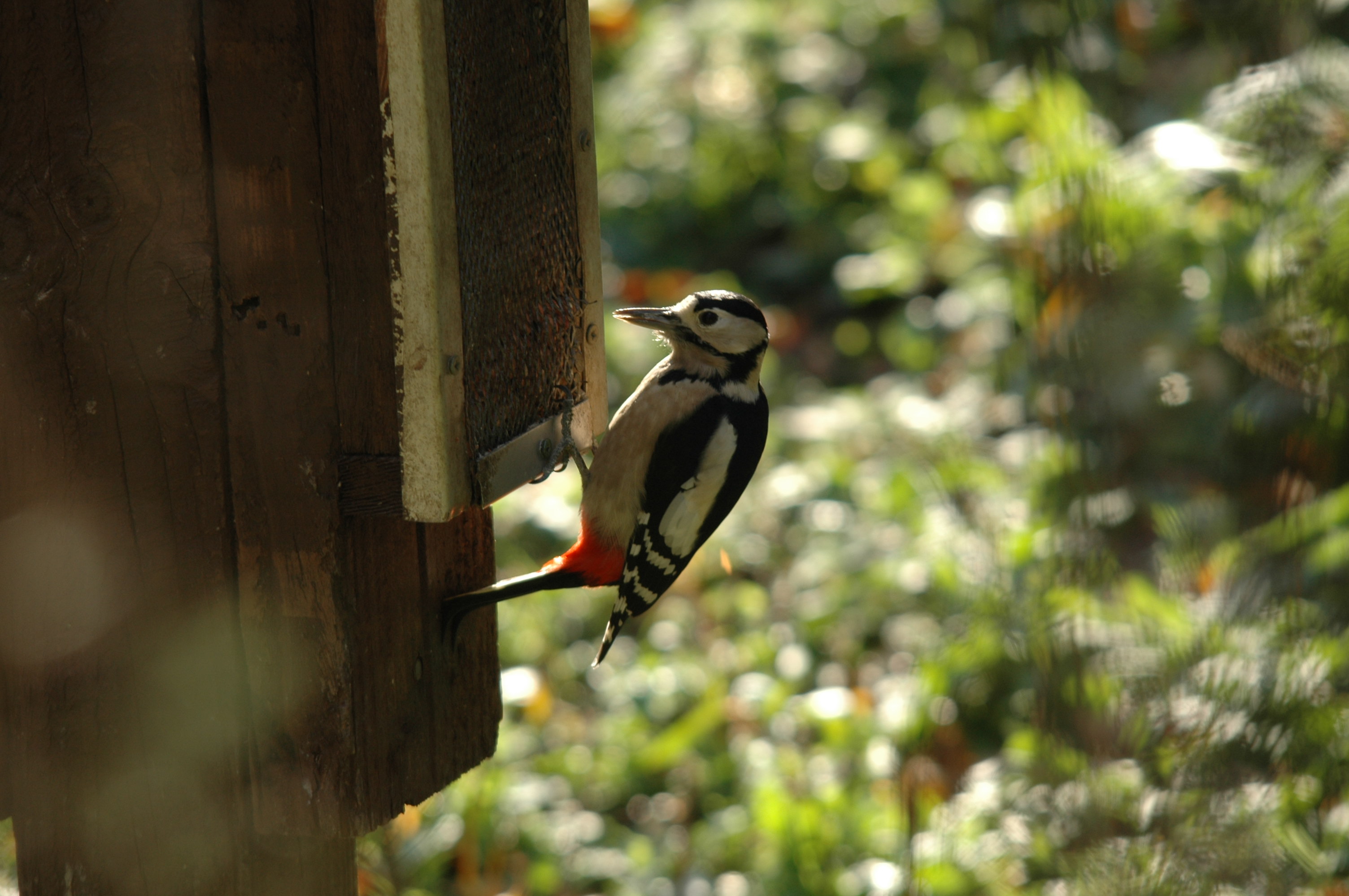 photos/wildlife/Bird_Species/116-Woodpeckers/3953-Great_Spotted_Woodpecker/DSC_4168.JPG