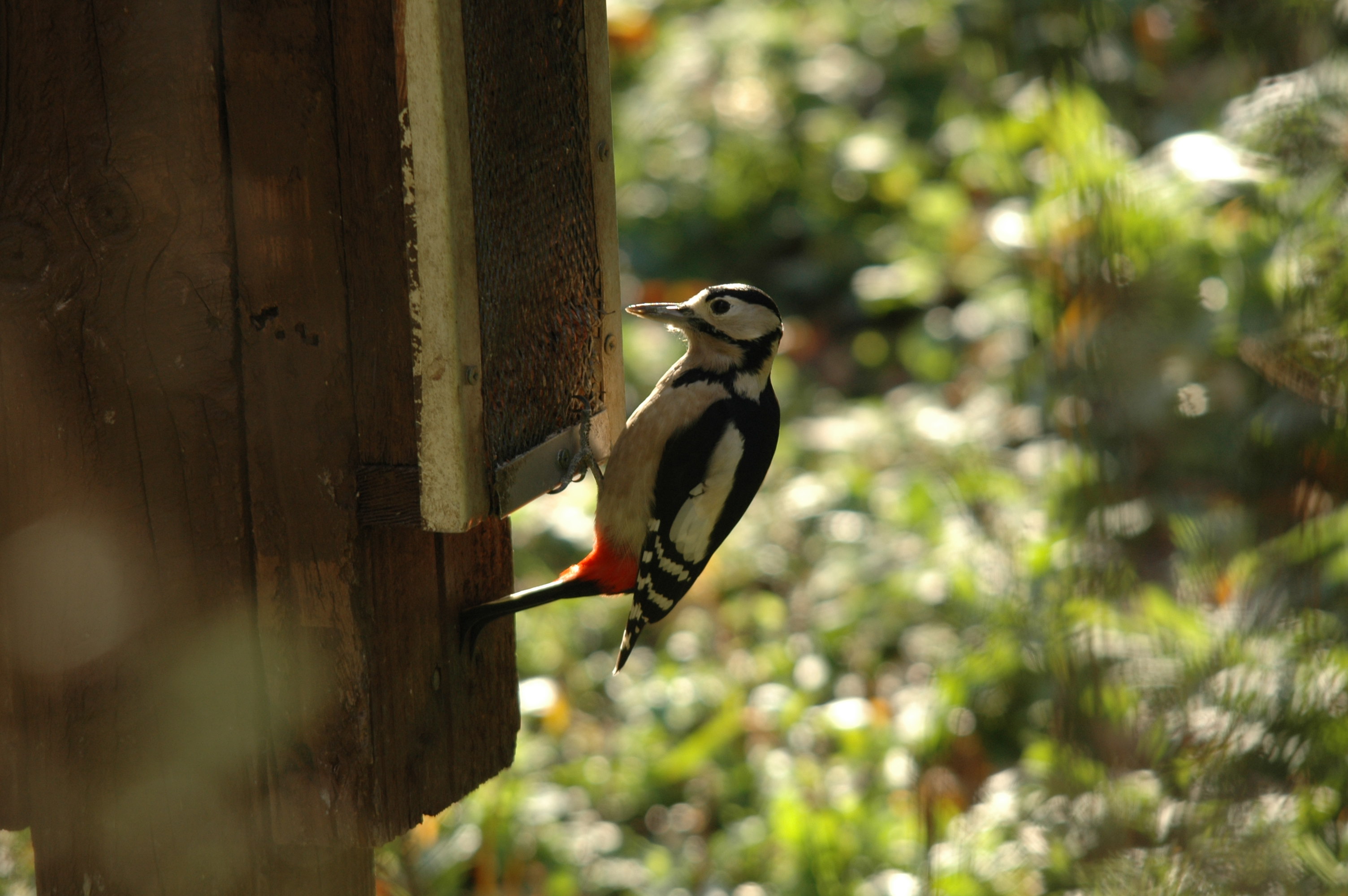 photos/wildlife/Bird_Species/116-Woodpeckers/3953-Great_Spotted_Woodpecker/DSC_4169.JPG