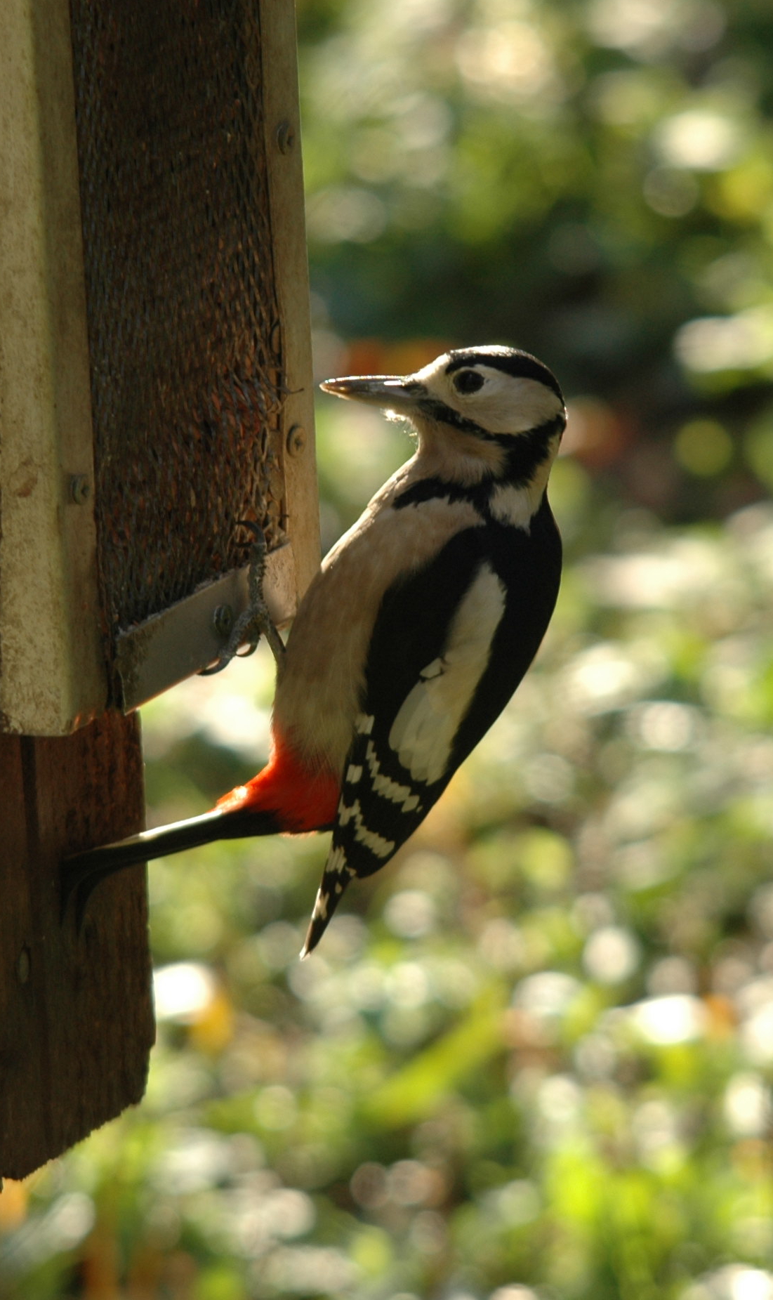 photos/wildlife/Bird_Species/116-Woodpeckers/3953-Great_Spotted_Woodpecker/DSC_4169_sm.jpeg