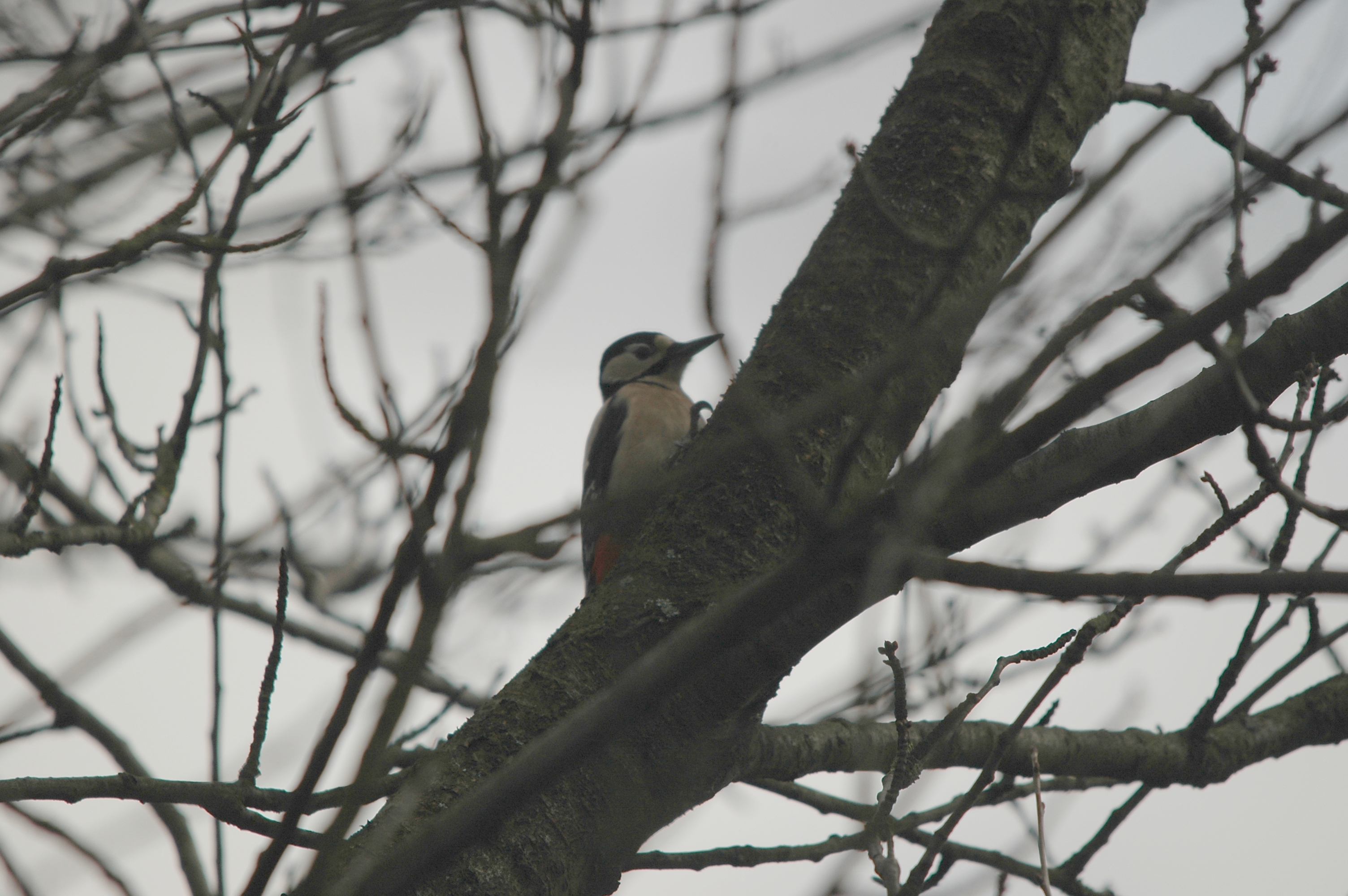 photos/wildlife/Bird_Species/116-Woodpeckers/3953-Great_Spotted_Woodpecker/DSC_4887.JPG