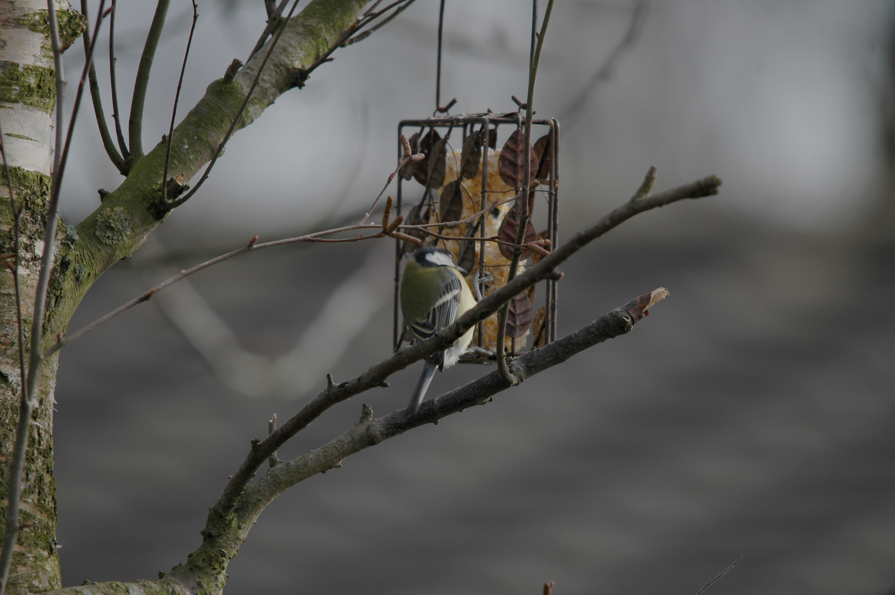 photos/wildlife/Bird_Species/116-Woodpeckers/3953-Great_Spotted_Woodpecker/DSC_4889.JPG