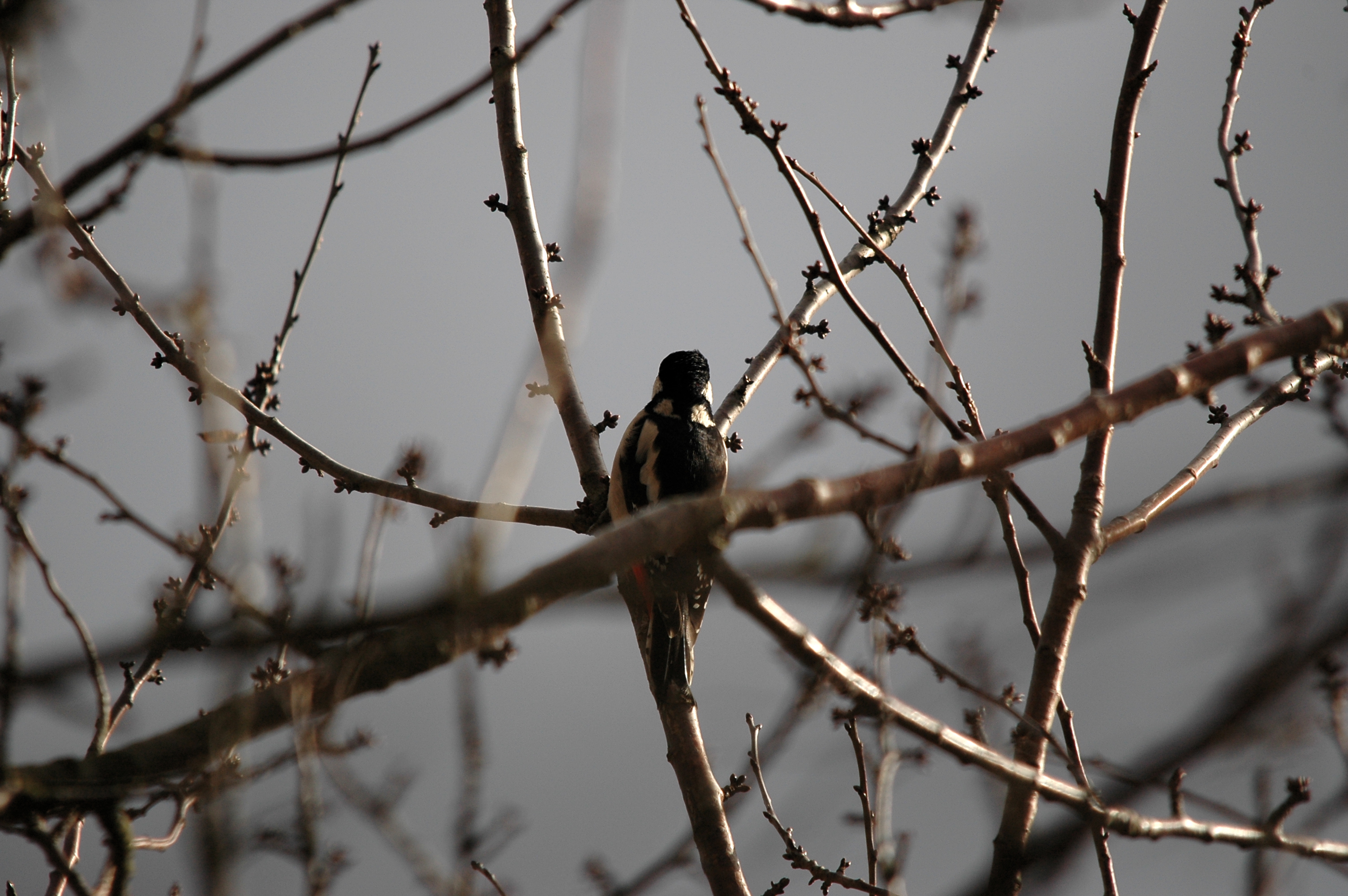 photos/wildlife/Bird_Species/116-Woodpeckers/3953-Great_Spotted_Woodpecker/DSC_4890.JPG