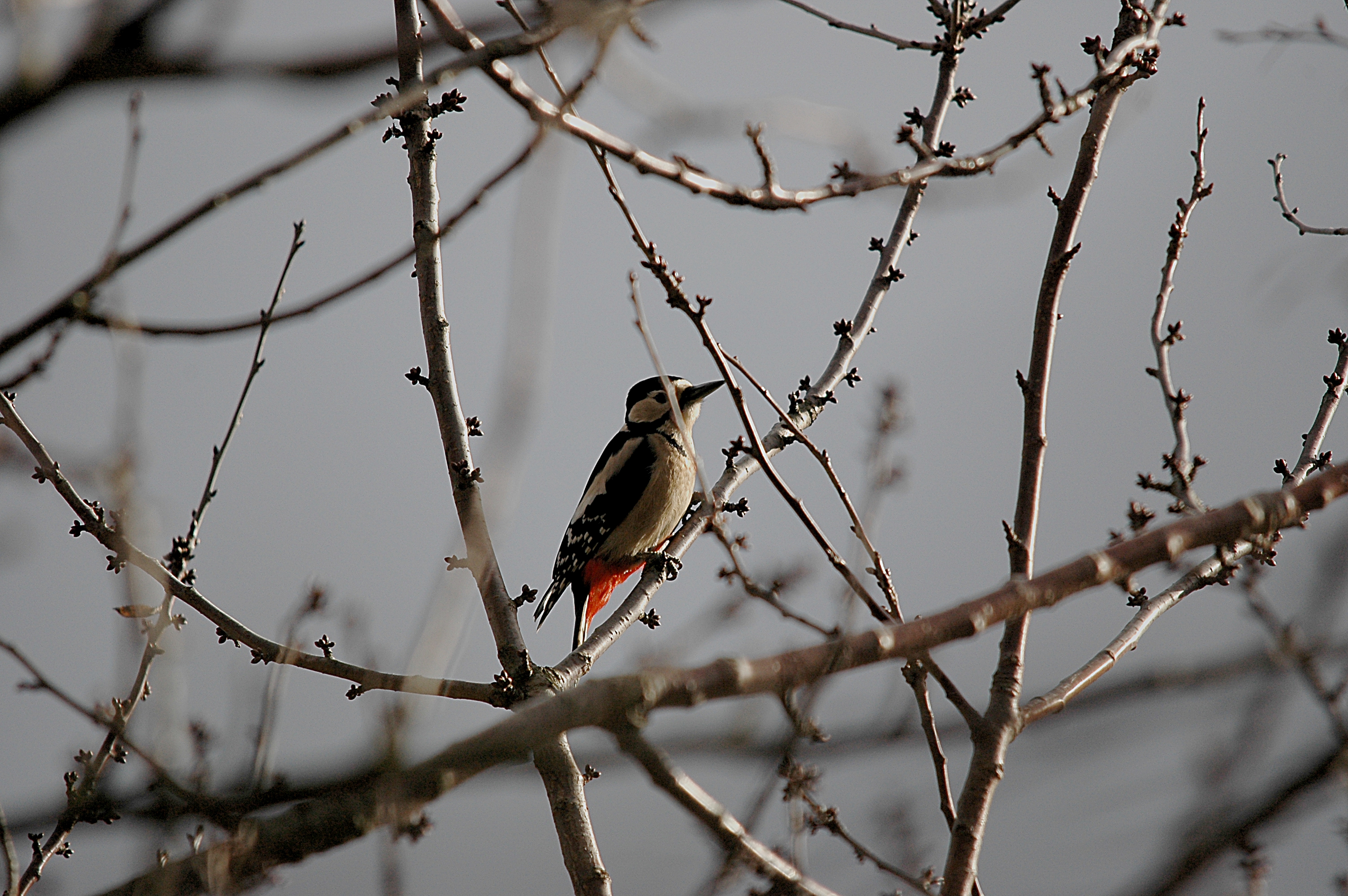 photos/wildlife/Bird_Species/116-Woodpeckers/3953-Great_Spotted_Woodpecker/DSC_4892.JPG