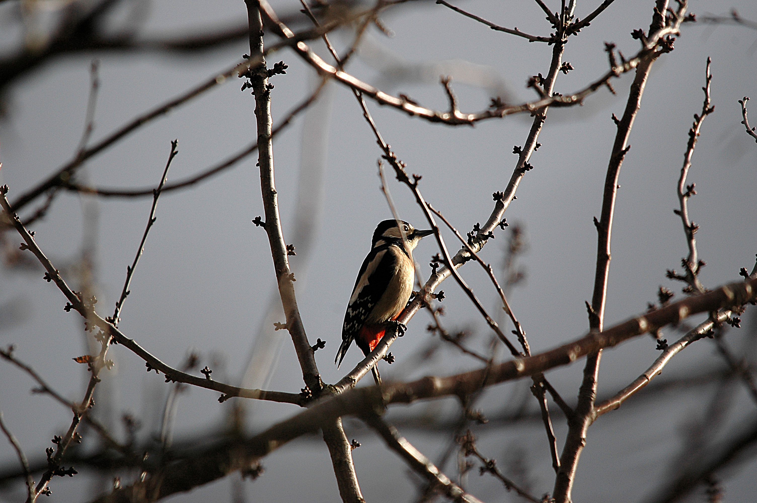photos/wildlife/Bird_Species/116-Woodpeckers/3953-Great_Spotted_Woodpecker/DSC_4893.JPG