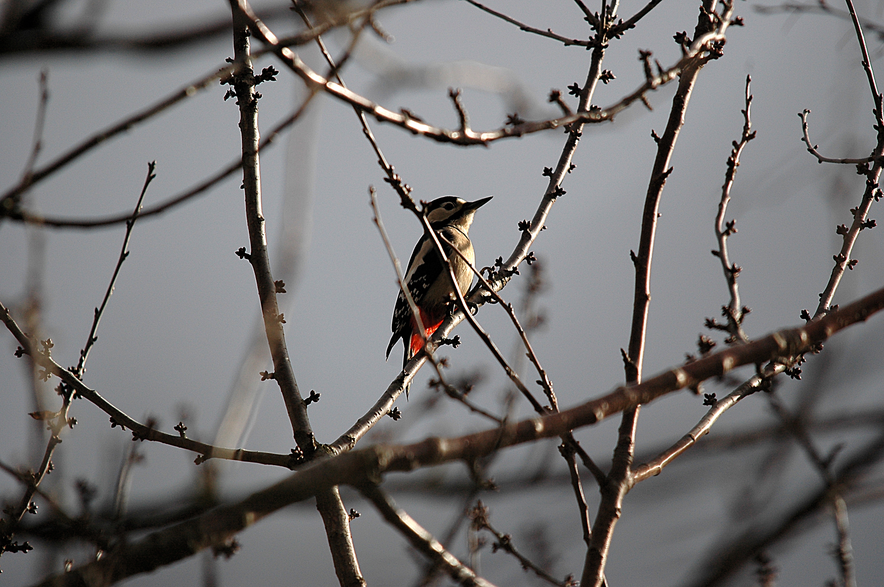photos/wildlife/Bird_Species/116-Woodpeckers/3953-Great_Spotted_Woodpecker/DSC_4894.JPG