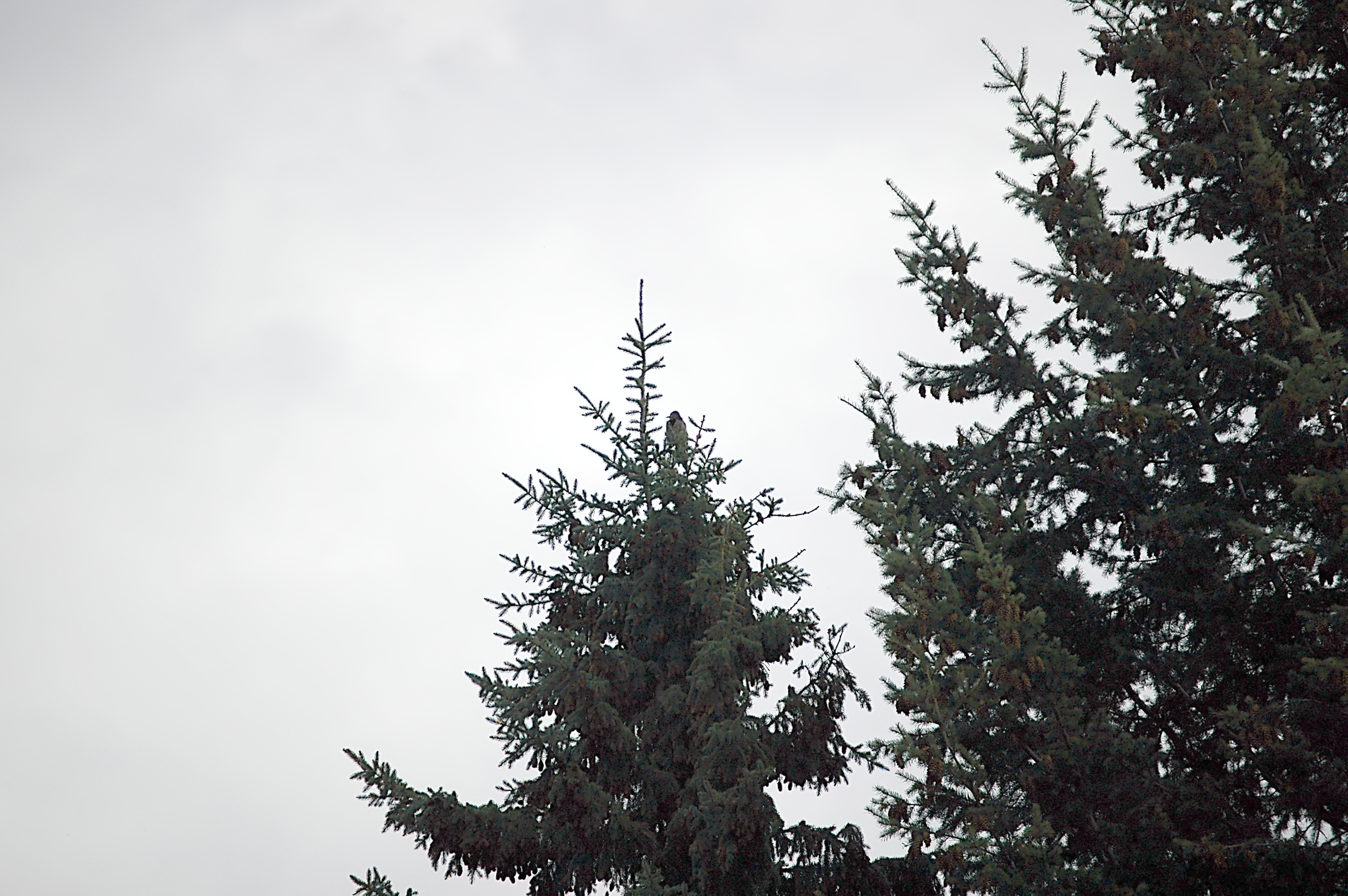 photos/wildlife/Bird_Species/116-Woodpeckers/3992-Northern_Flicker/20070916-Canada-01.jpg