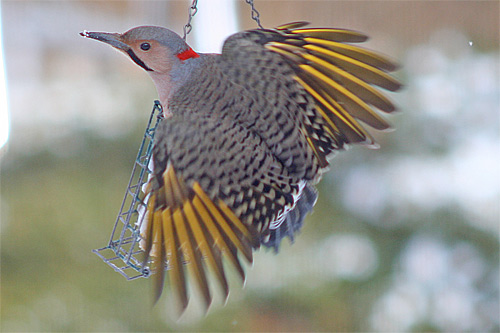 photos/wildlife/Bird_Species/116-Woodpeckers/3992-Northern_Flicker/FlickerOnFeeder.jpg