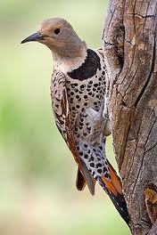 photos/wildlife/Bird_Species/116-Woodpeckers/3992-Northern_Flicker/FlickerOnTree.jpg
