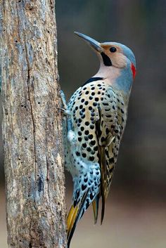 photos/wildlife/Bird_Species/116-Woodpeckers/3992-Northern_Flicker/MaleNorthernFlicker.jpg