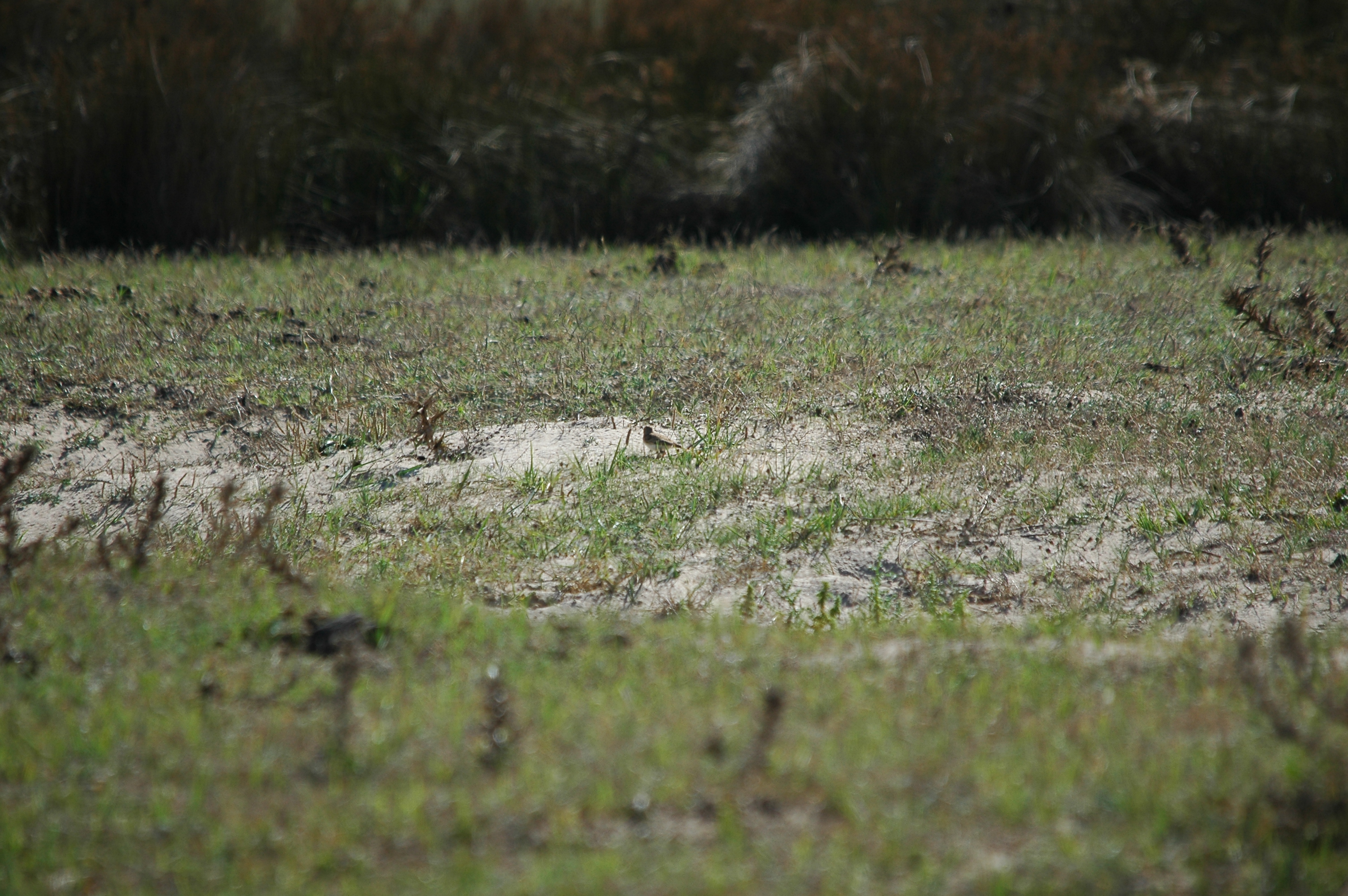 photos/wildlife/Bird_Species/132-Larks/5309-Greater_Short-toed_Lark/20090923-Spain-01.jpg