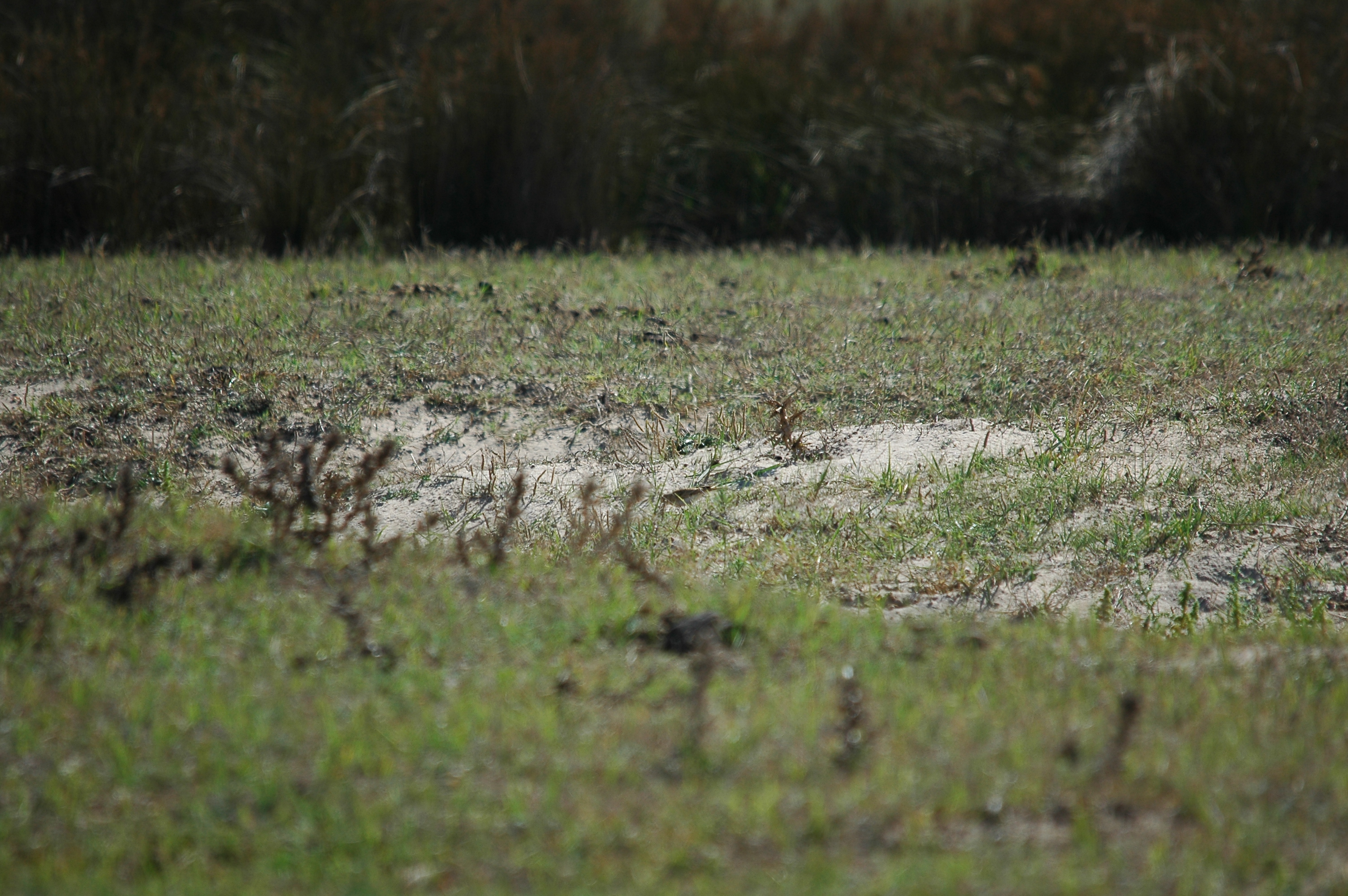 photos/wildlife/Bird_Species/132-Larks/5309-Greater_Short-toed_Lark/20090923-Spain-02.jpg