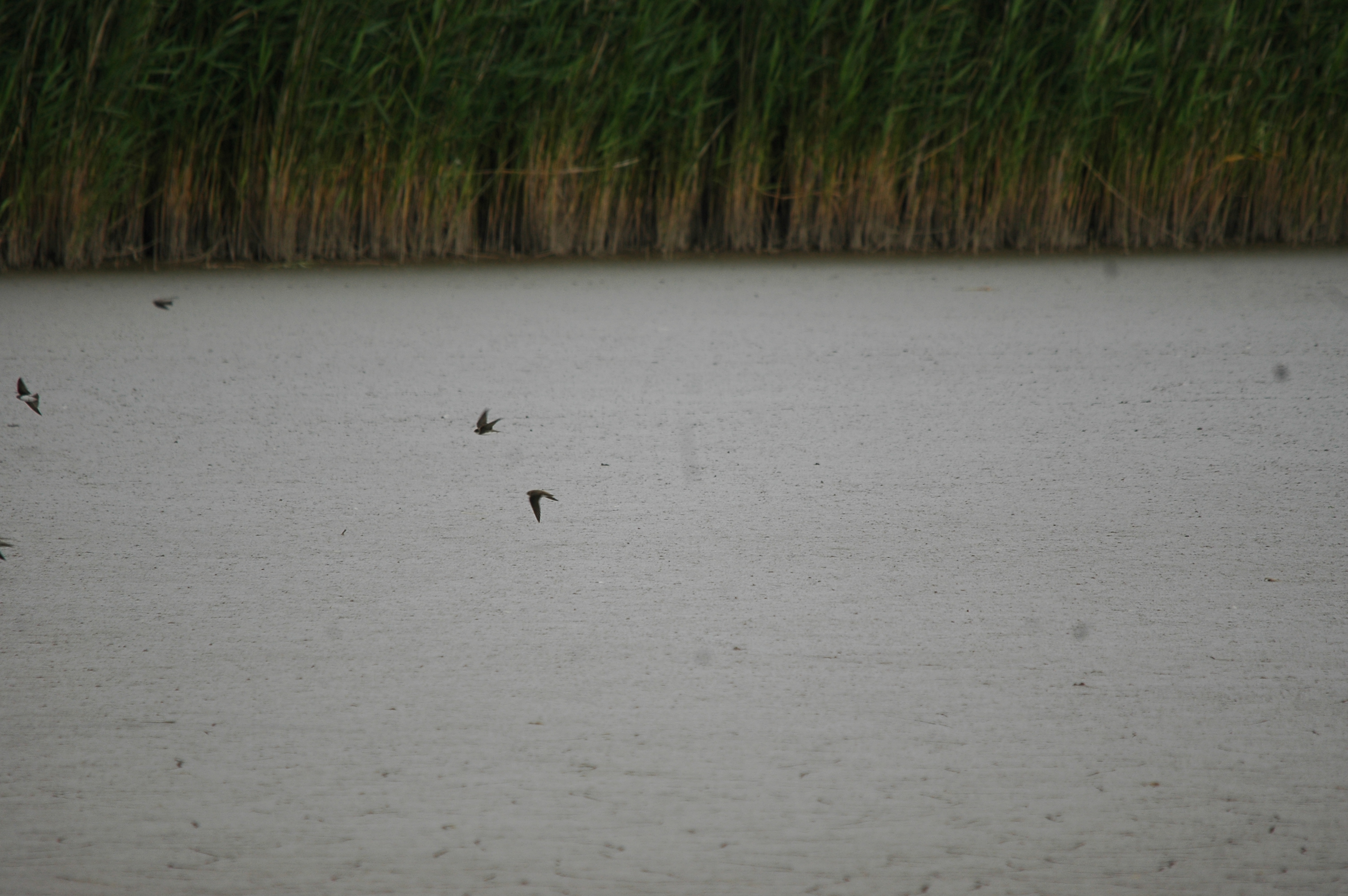 photos/wildlife/Bird_Species/133-Swallows-Martins/5379-Sand_Martin/20090725-Blacktoft-1.jpg