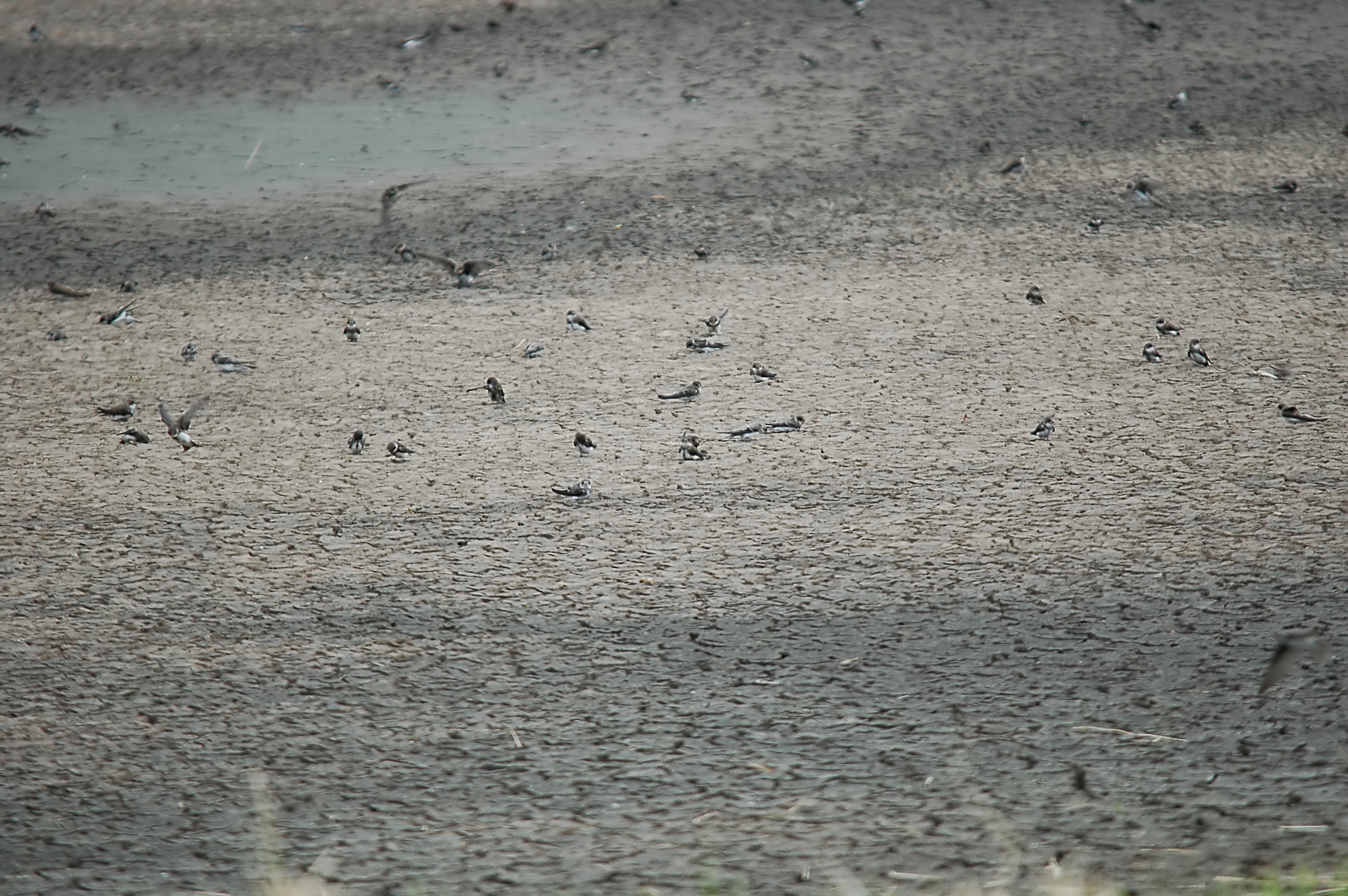 photos/wildlife/Bird_Species/133-Swallows-Martins/5379-Sand_Martin/20090725-Blacktoft-10.jpg
