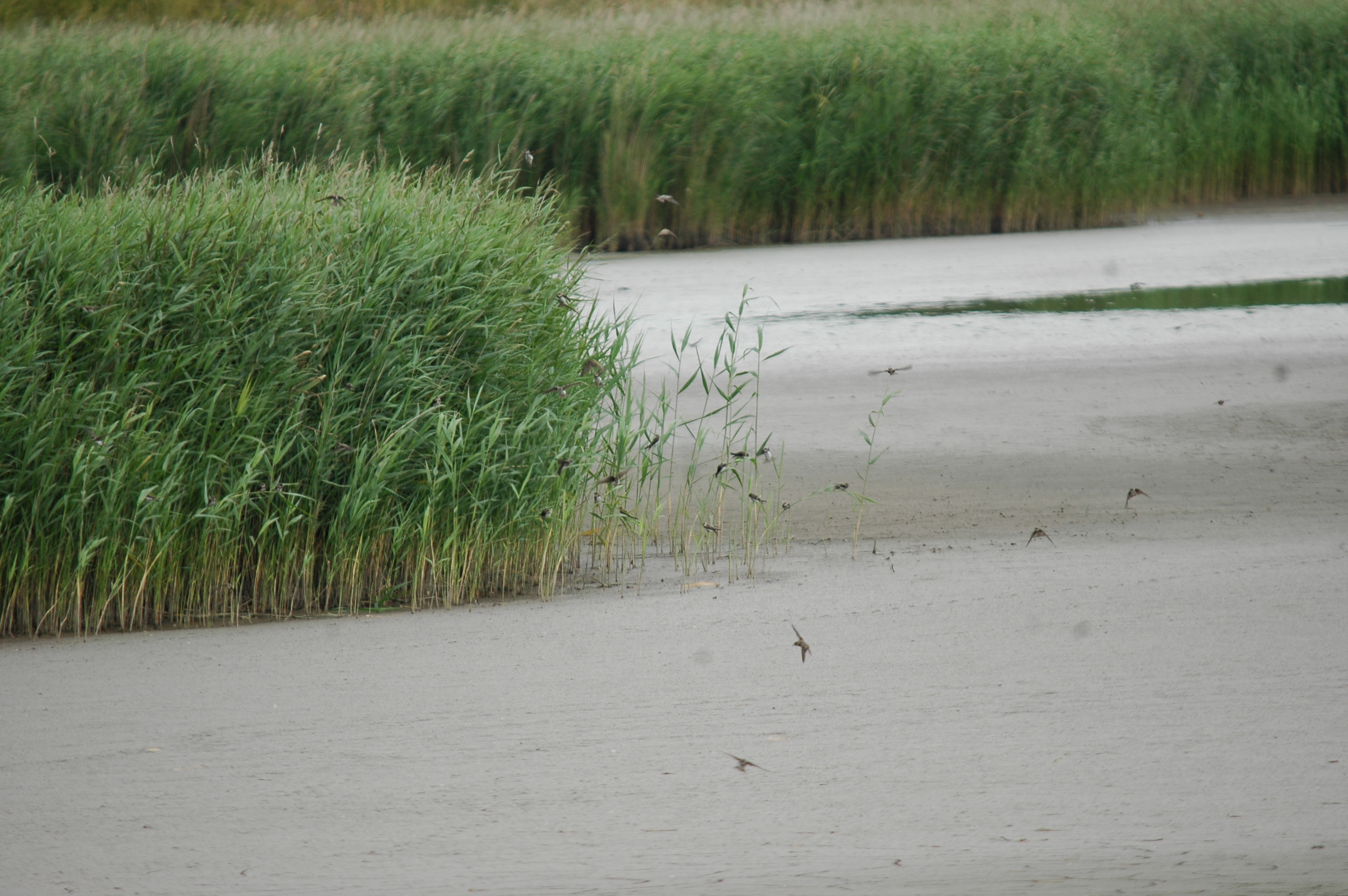 photos/wildlife/Bird_Species/133-Swallows-Martins/5379-Sand_Martin/20090725-Blacktoft-11.jpg