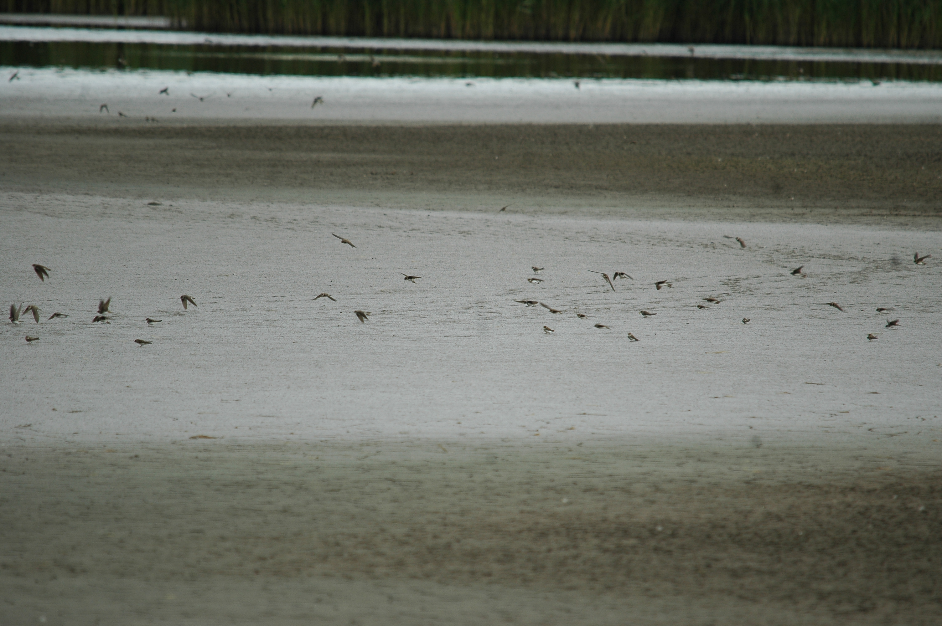 photos/wildlife/Bird_Species/133-Swallows-Martins/5379-Sand_Martin/20090725-Blacktoft-2.jpg