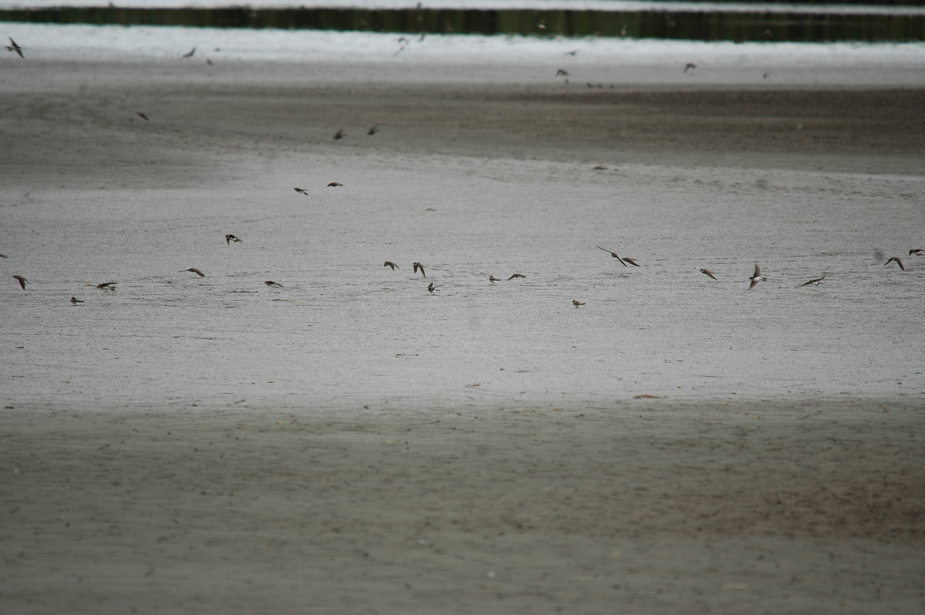 photos/wildlife/Bird_Species/133-Swallows-Martins/5379-Sand_Martin/20090725-Blacktoft-3.jpg