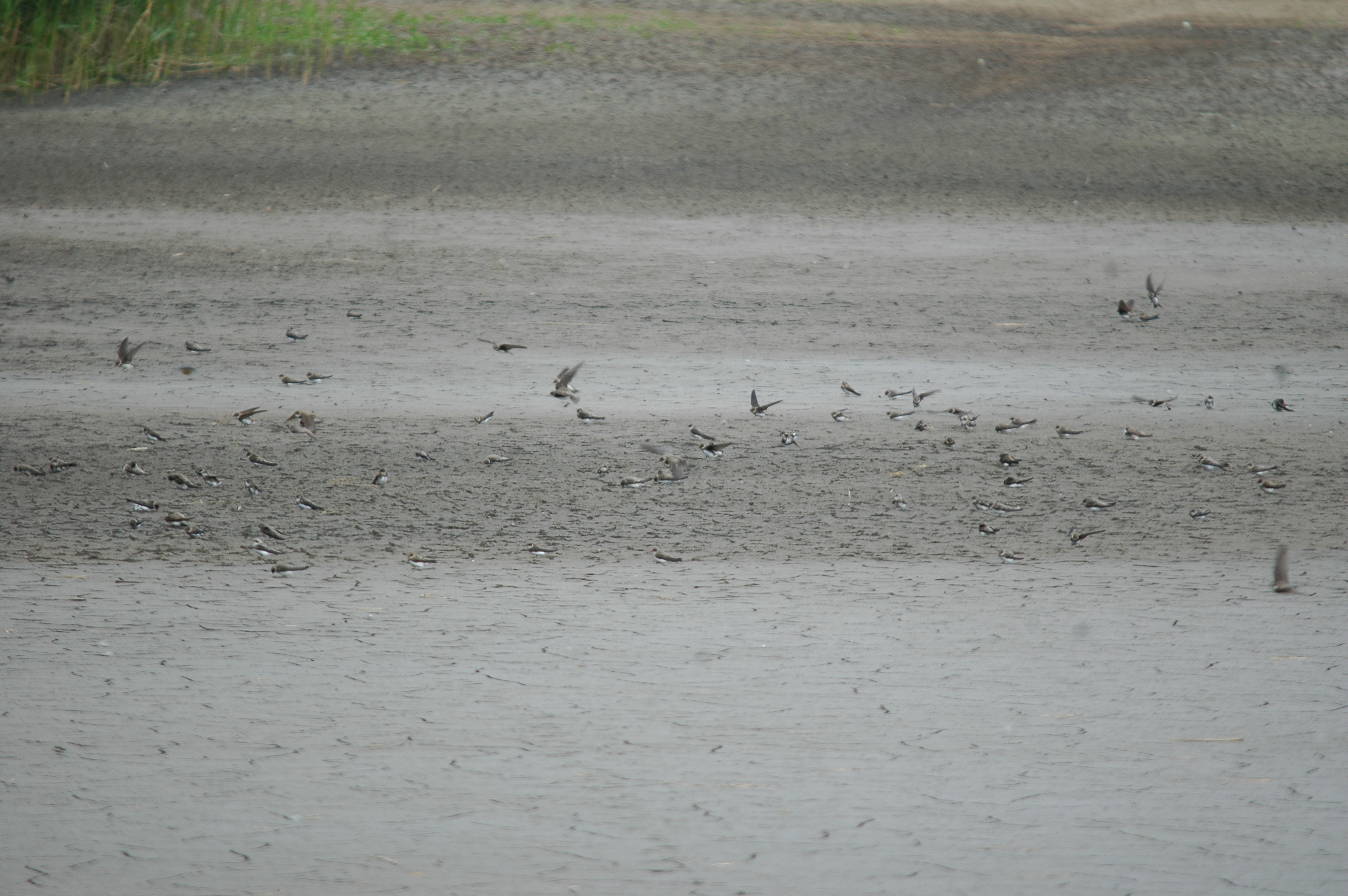 photos/wildlife/Bird_Species/133-Swallows-Martins/5379-Sand_Martin/20090725-Blacktoft-5.jpg