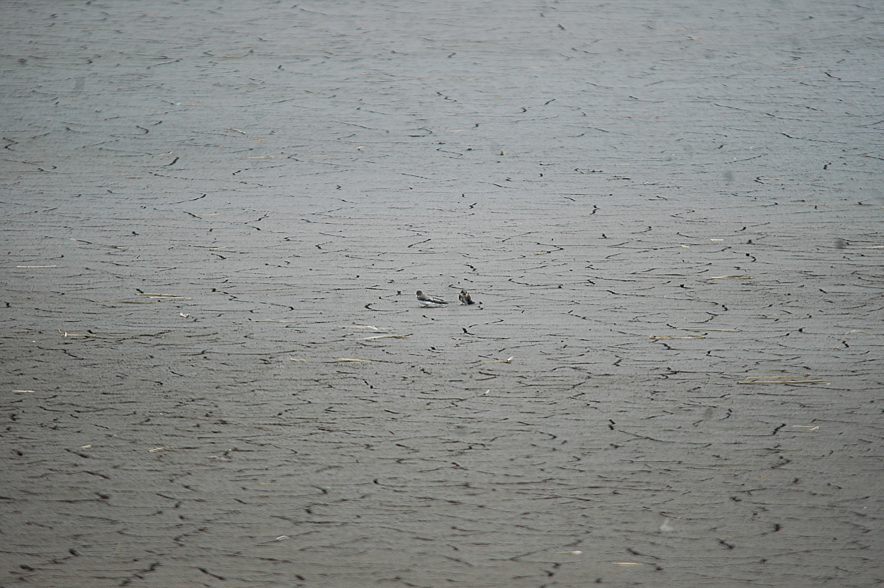 photos/wildlife/Bird_Species/133-Swallows-Martins/5379-Sand_Martin/20090725-Blacktoft-6.jpg