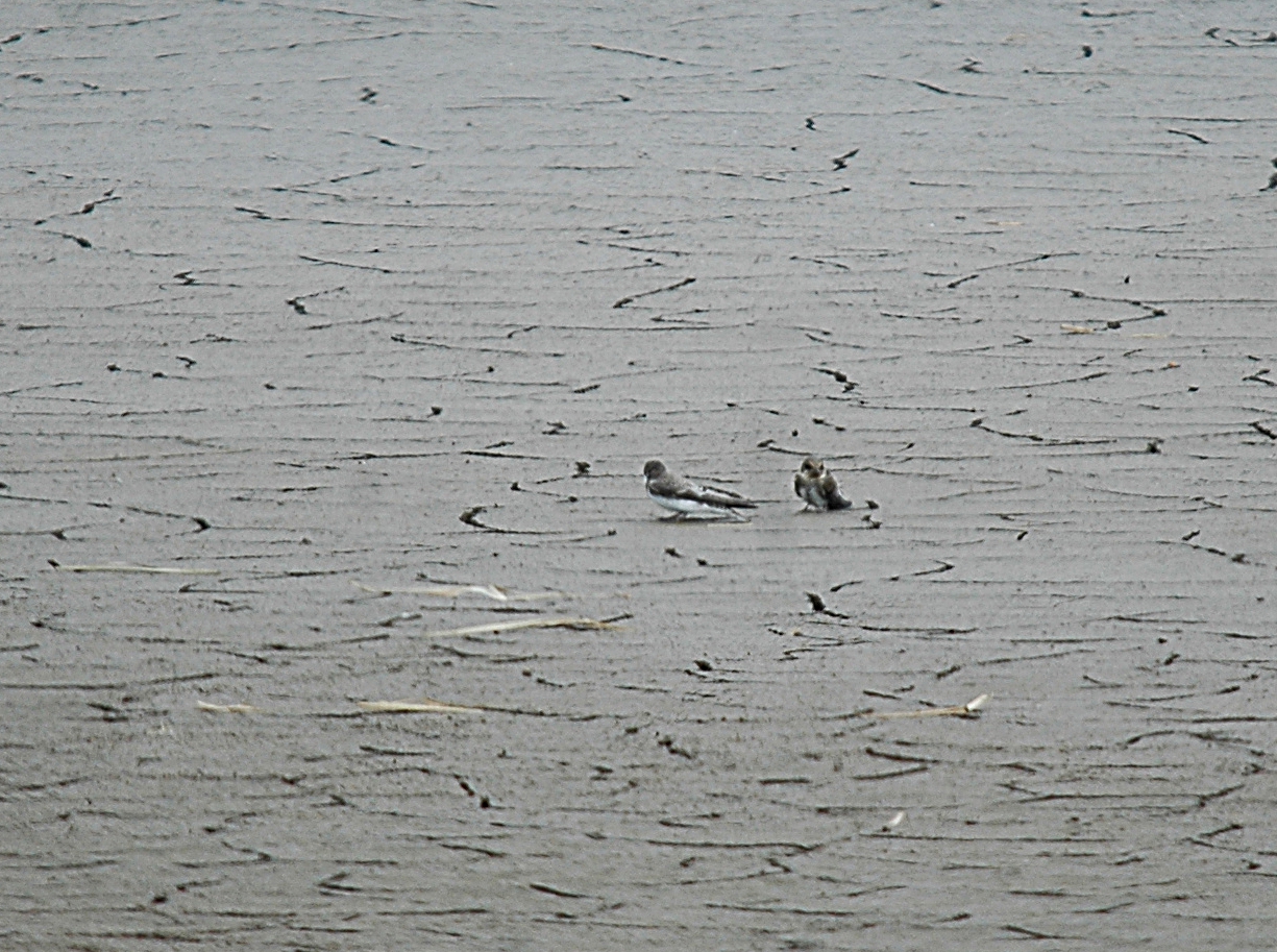 photos/wildlife/Bird_Species/133-Swallows-Martins/5379-Sand_Martin/20090725-Blacktoft-6_sm.jpg