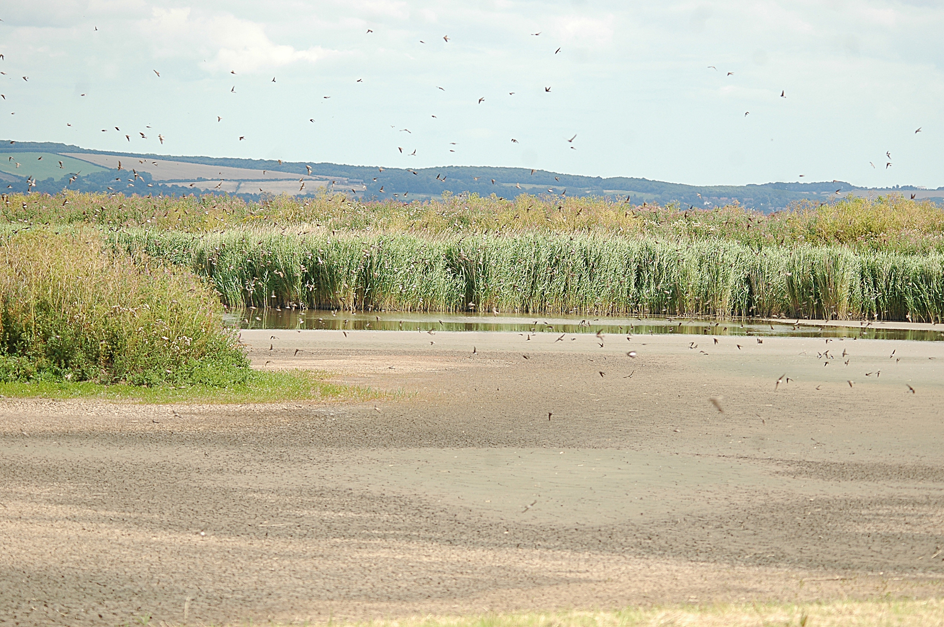 photos/wildlife/Bird_Species/133-Swallows-Martins/5379-Sand_Martin/20090725-Blacktoft-8.jpg