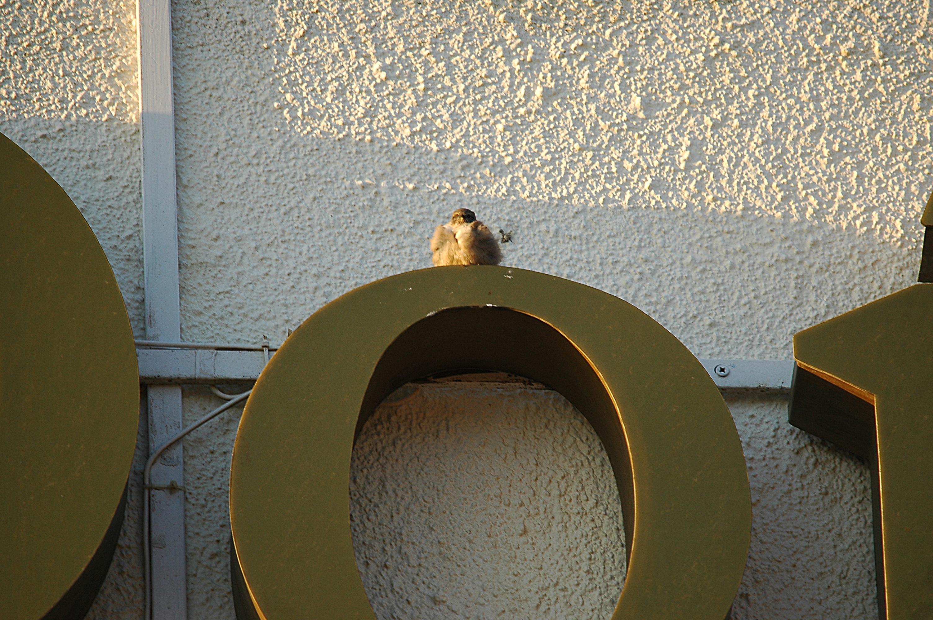 photos/wildlife/Bird_Species/133-Swallows-Martins/5385-Eurasian_Crag-Martin/20090921-Spain-02.jpg