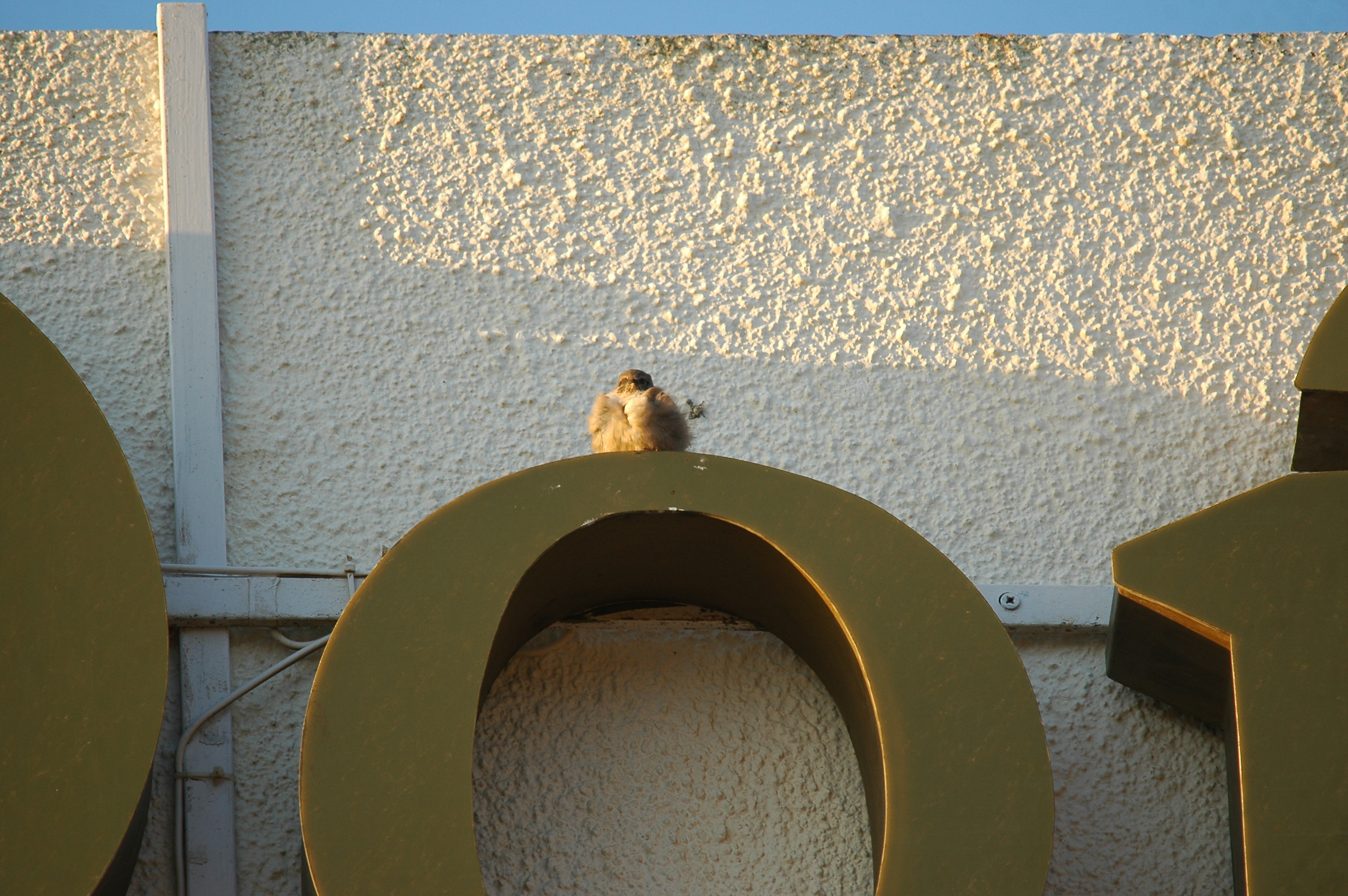 photos/wildlife/Bird_Species/133-Swallows-Martins/5385-Eurasian_Crag-Martin/20090921-Spain-03.jpg