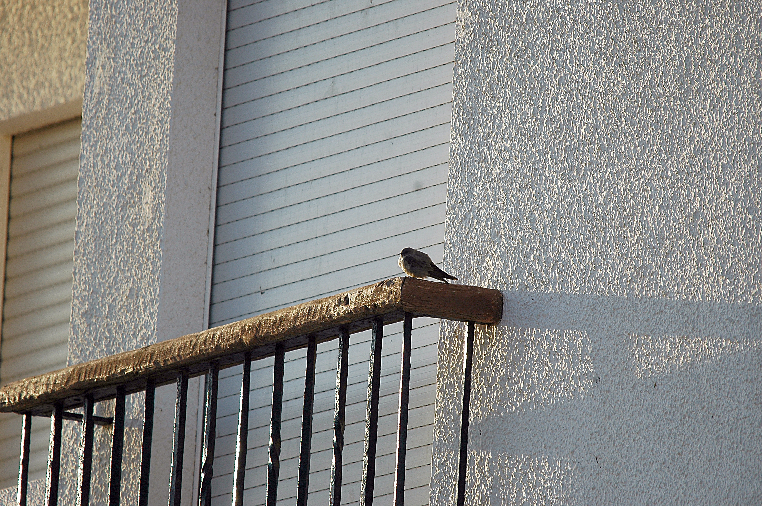 photos/wildlife/Bird_Species/133-Swallows-Martins/5385-Eurasian_Crag-Martin/20090921-Spain-04.jpg