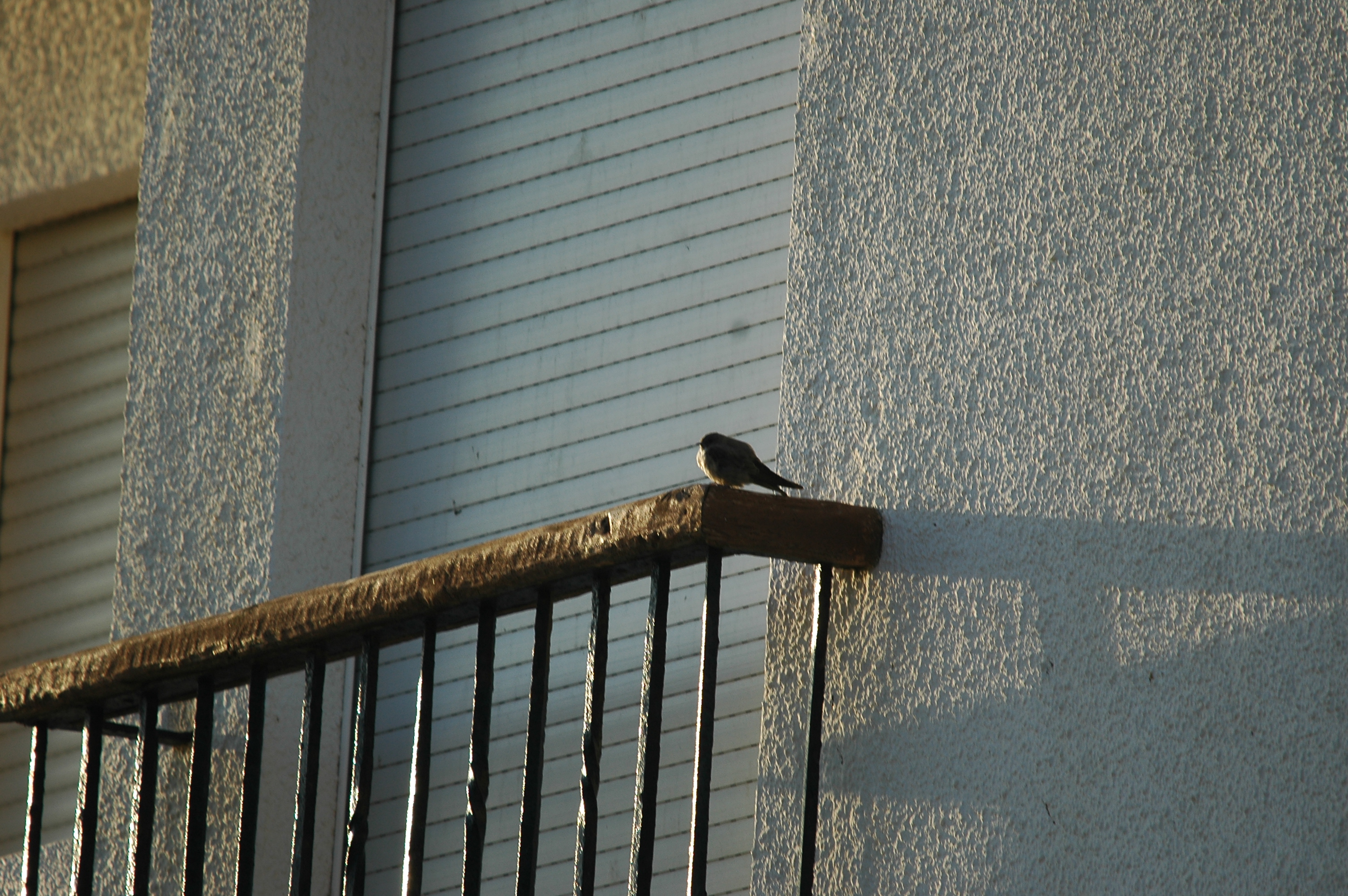 photos/wildlife/Bird_Species/133-Swallows-Martins/5385-Eurasian_Crag-Martin/20090921-Spain-05.jpg