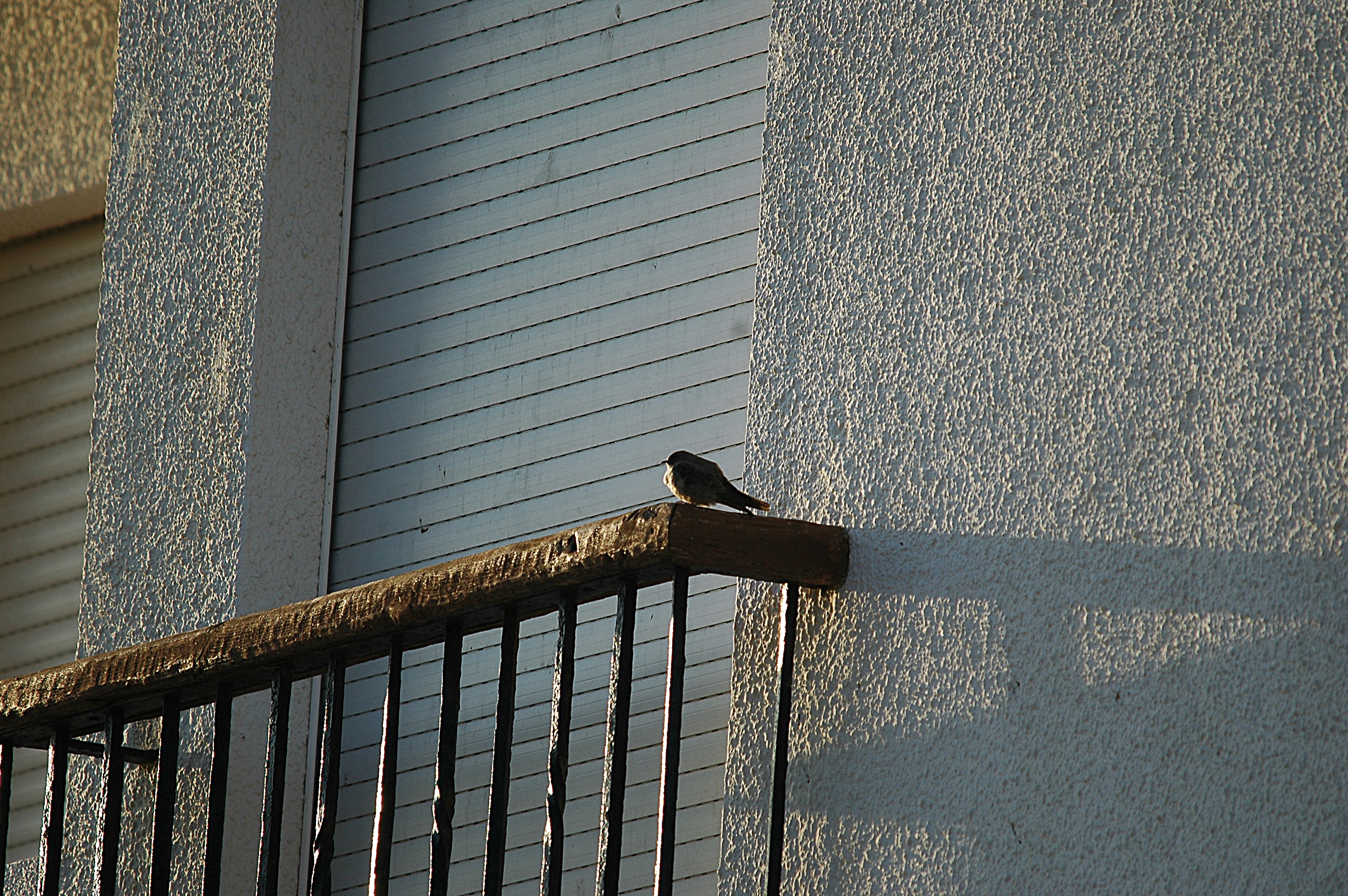 photos/wildlife/Bird_Species/133-Swallows-Martins/5385-Eurasian_Crag-Martin/20090921-Spain-06.jpg