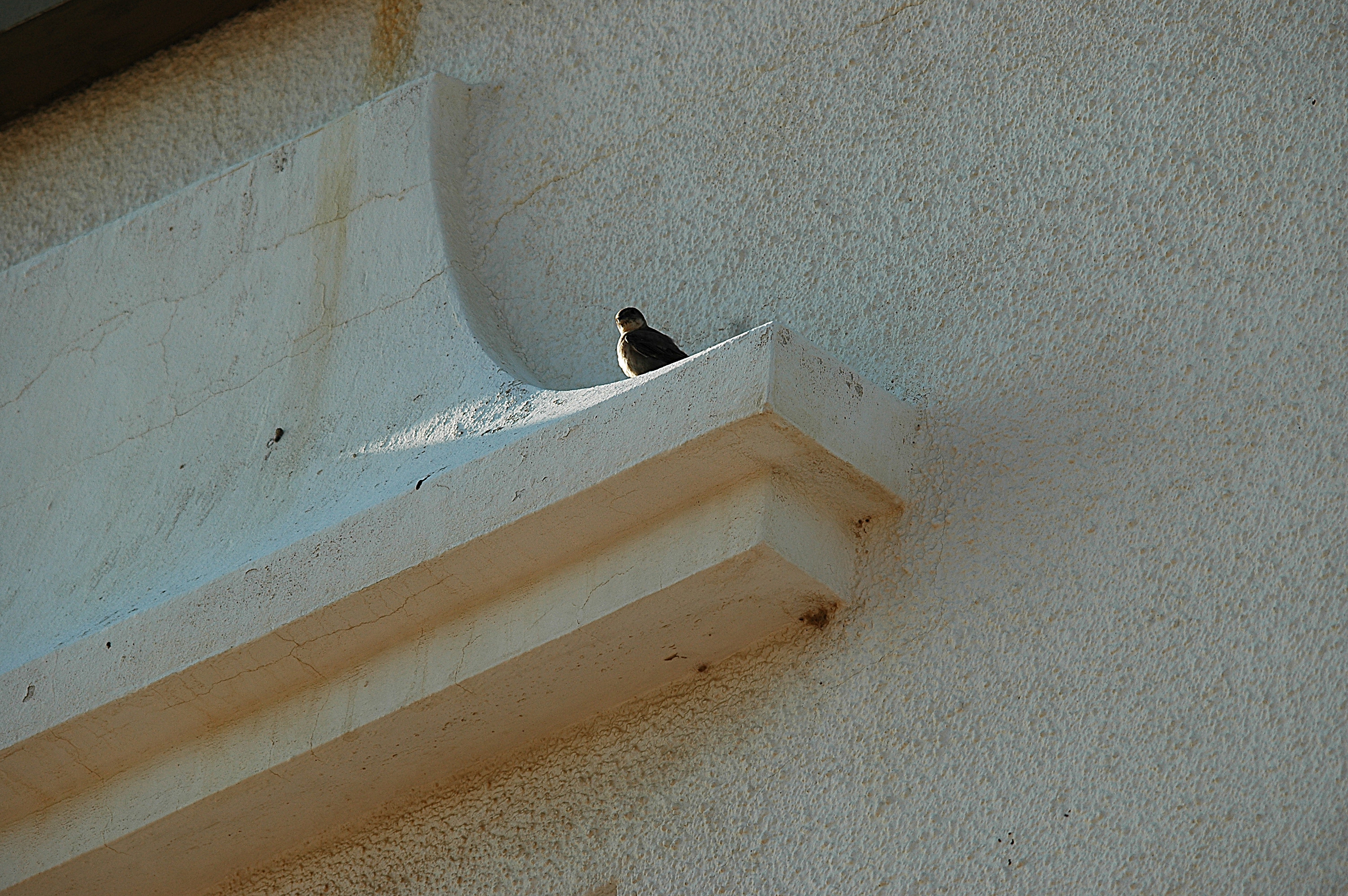 photos/wildlife/Bird_Species/133-Swallows-Martins/5385-Eurasian_Crag-Martin/20090921-Spain-07.jpg