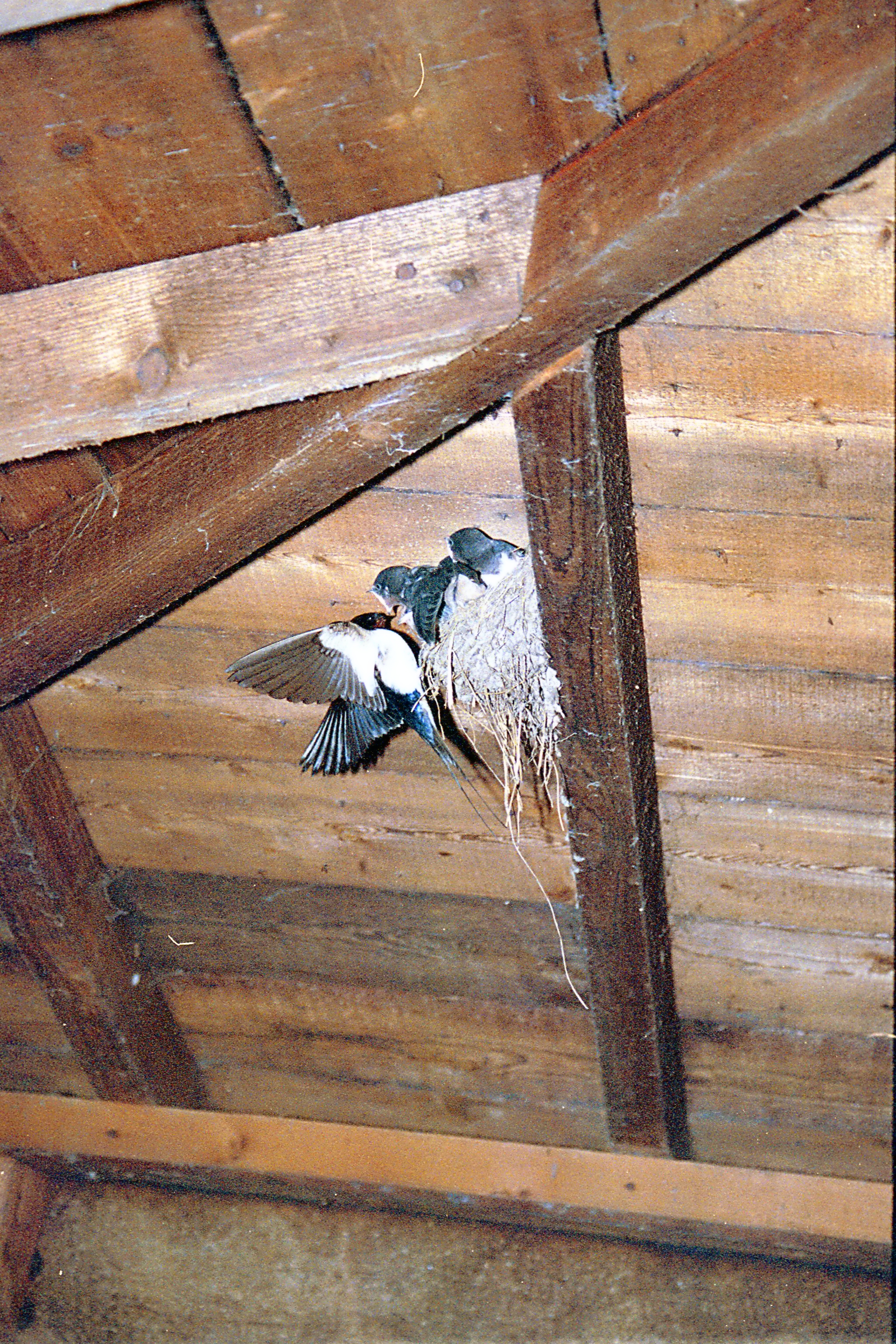 photos/wildlife/Bird_Species/133-Swallows-Martins/5389-Barn_Swallow/20020921-Caerlaverock-01.jpg