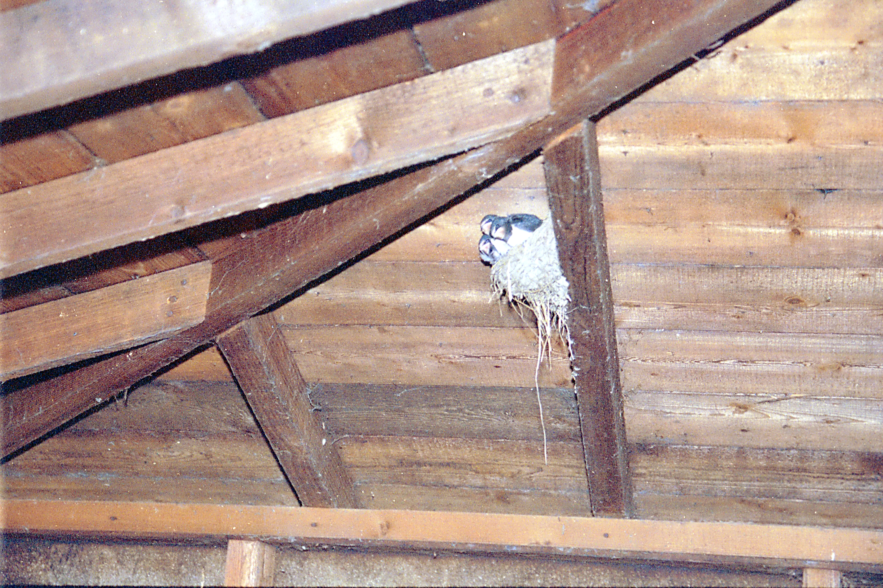 photos/wildlife/Bird_Species/133-Swallows-Martins/5389-Barn_Swallow/20020921-Caerlaverock-02.jpg