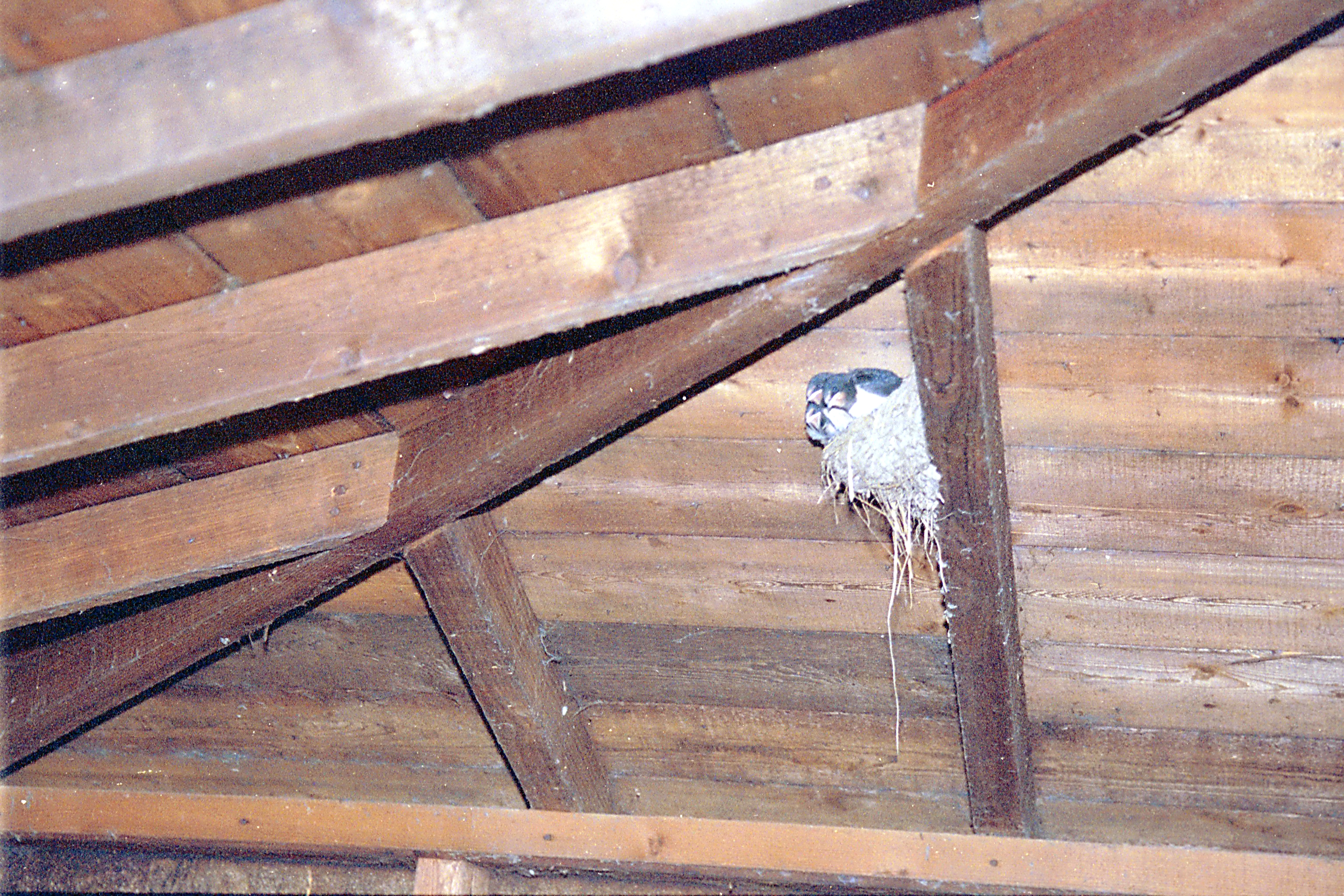 photos/wildlife/Bird_Species/133-Swallows-Martins/5389-Barn_Swallow/20020921-Caerlaverock-03.jpg