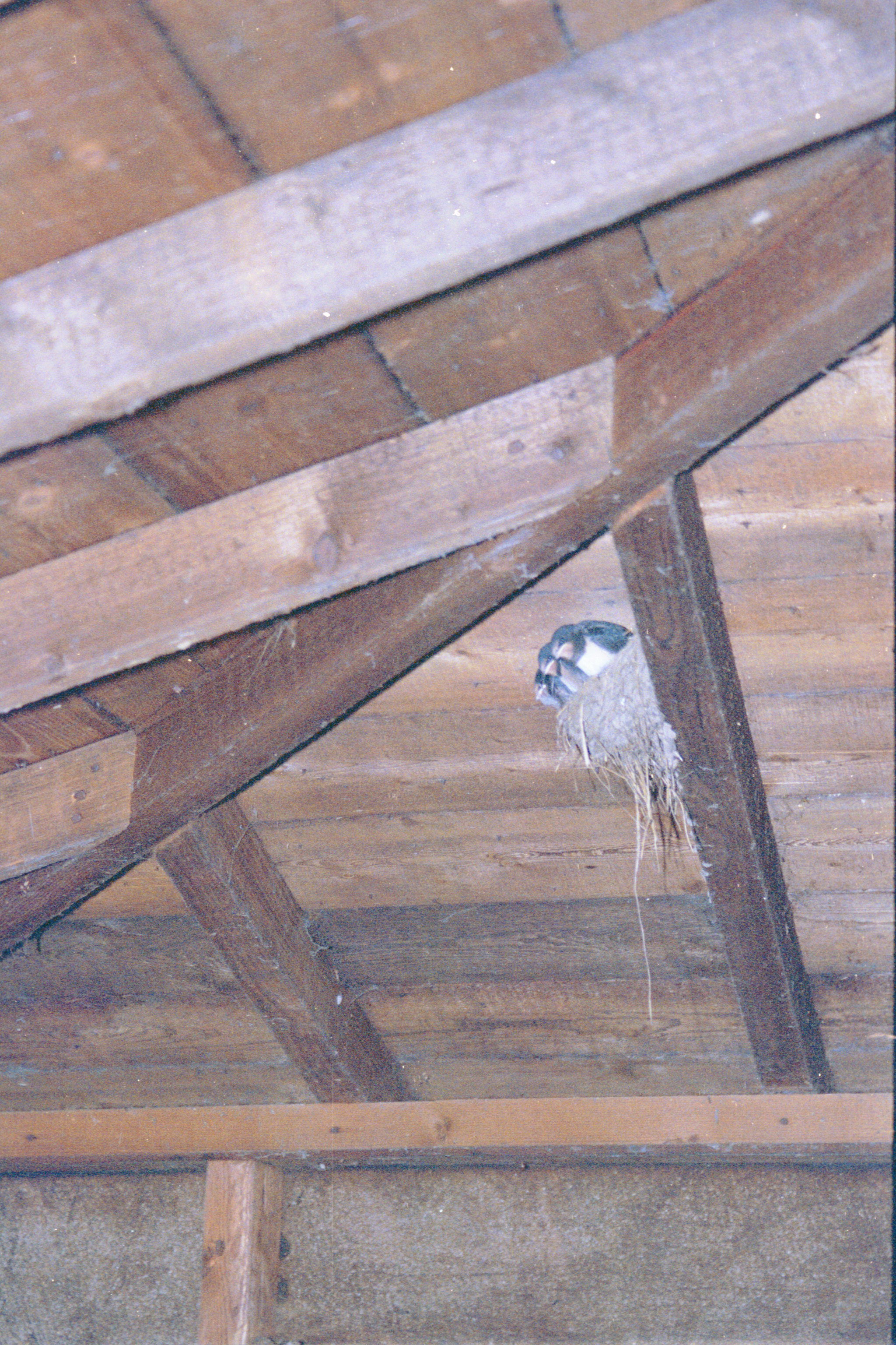 photos/wildlife/Bird_Species/133-Swallows-Martins/5389-Barn_Swallow/20020921-Caerlaverock-04.jpg